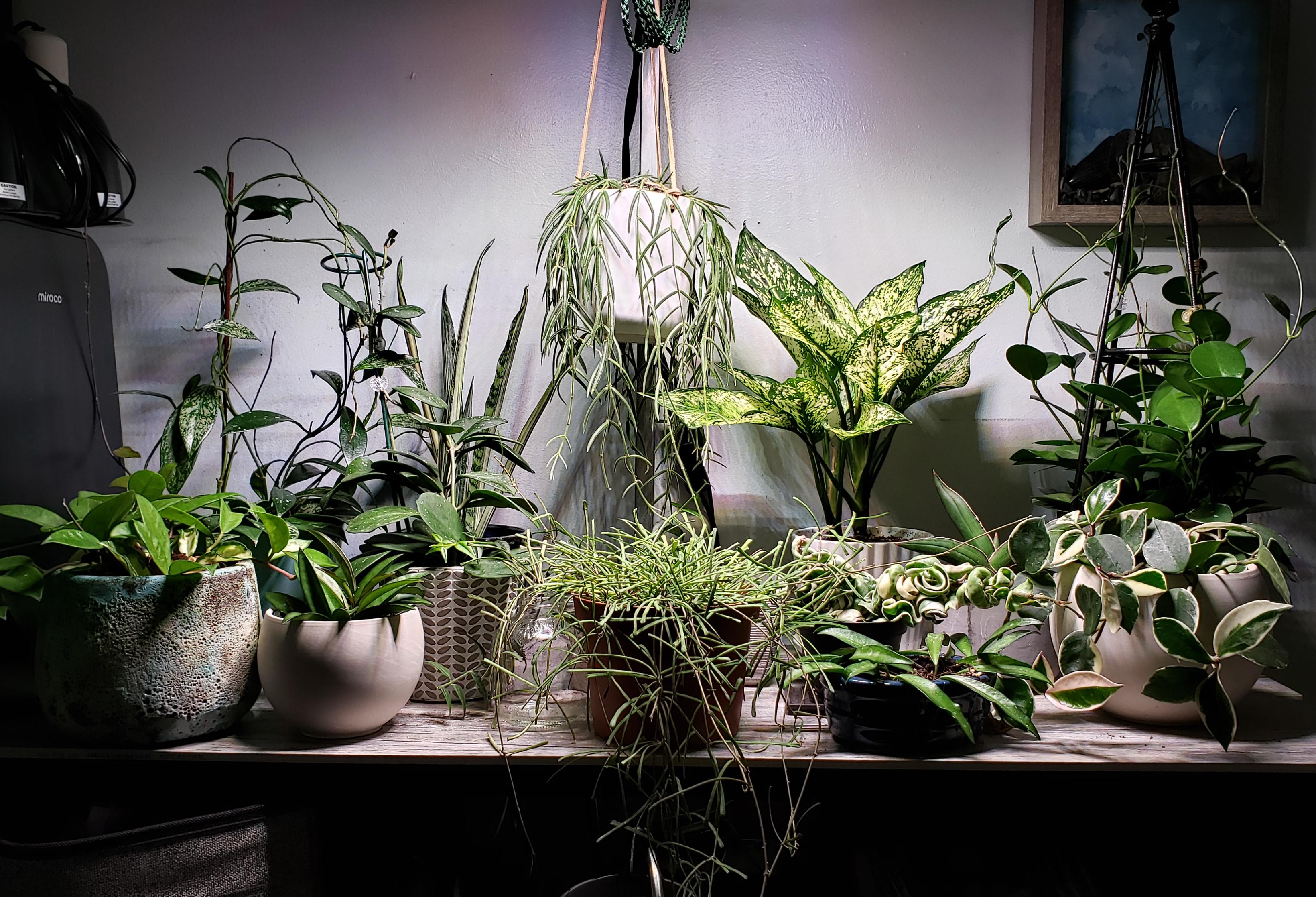 I have been through so many different grow lights in this windowless