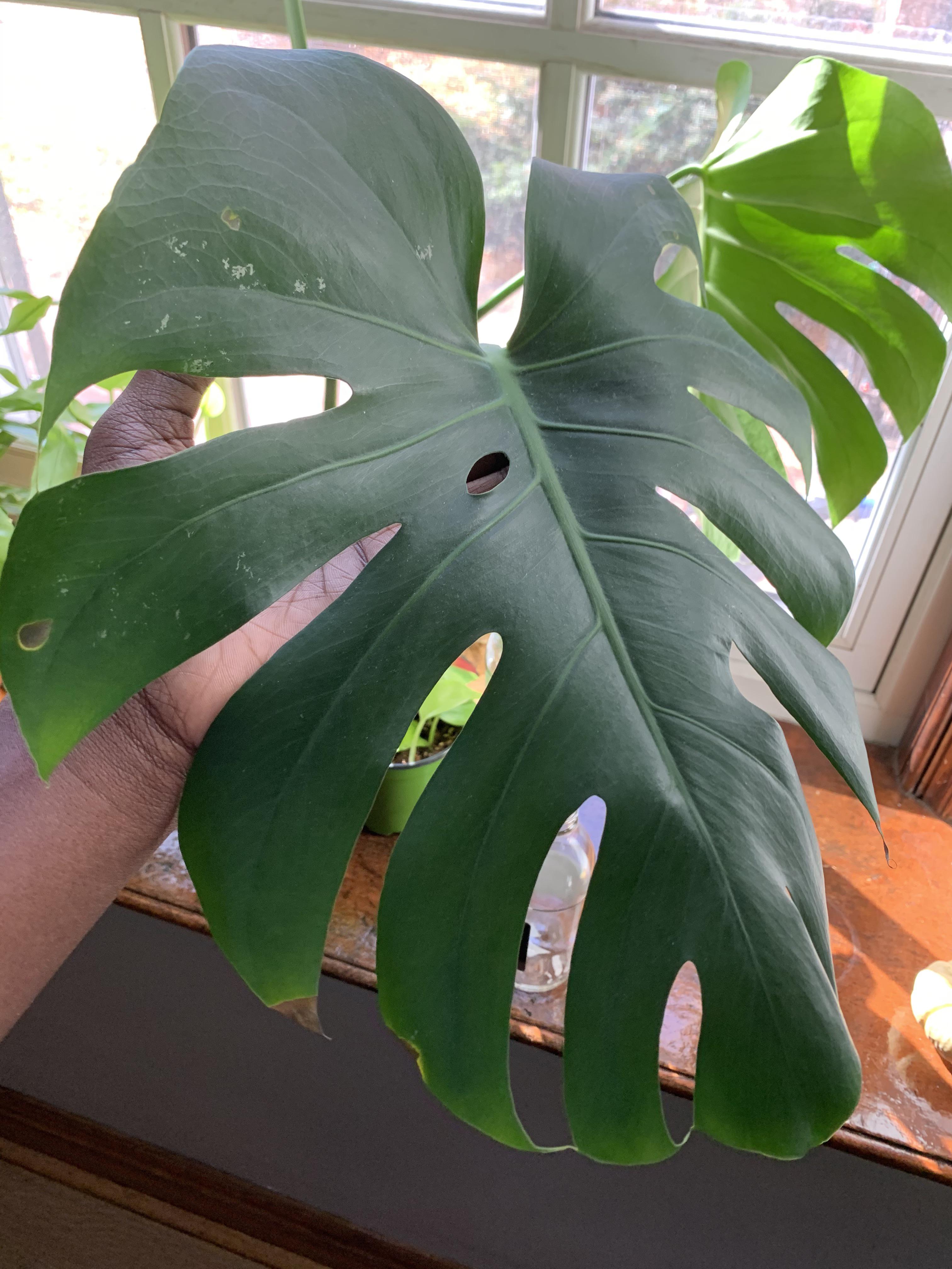 Does anyone know what’s going on with my monstera? I planted it in