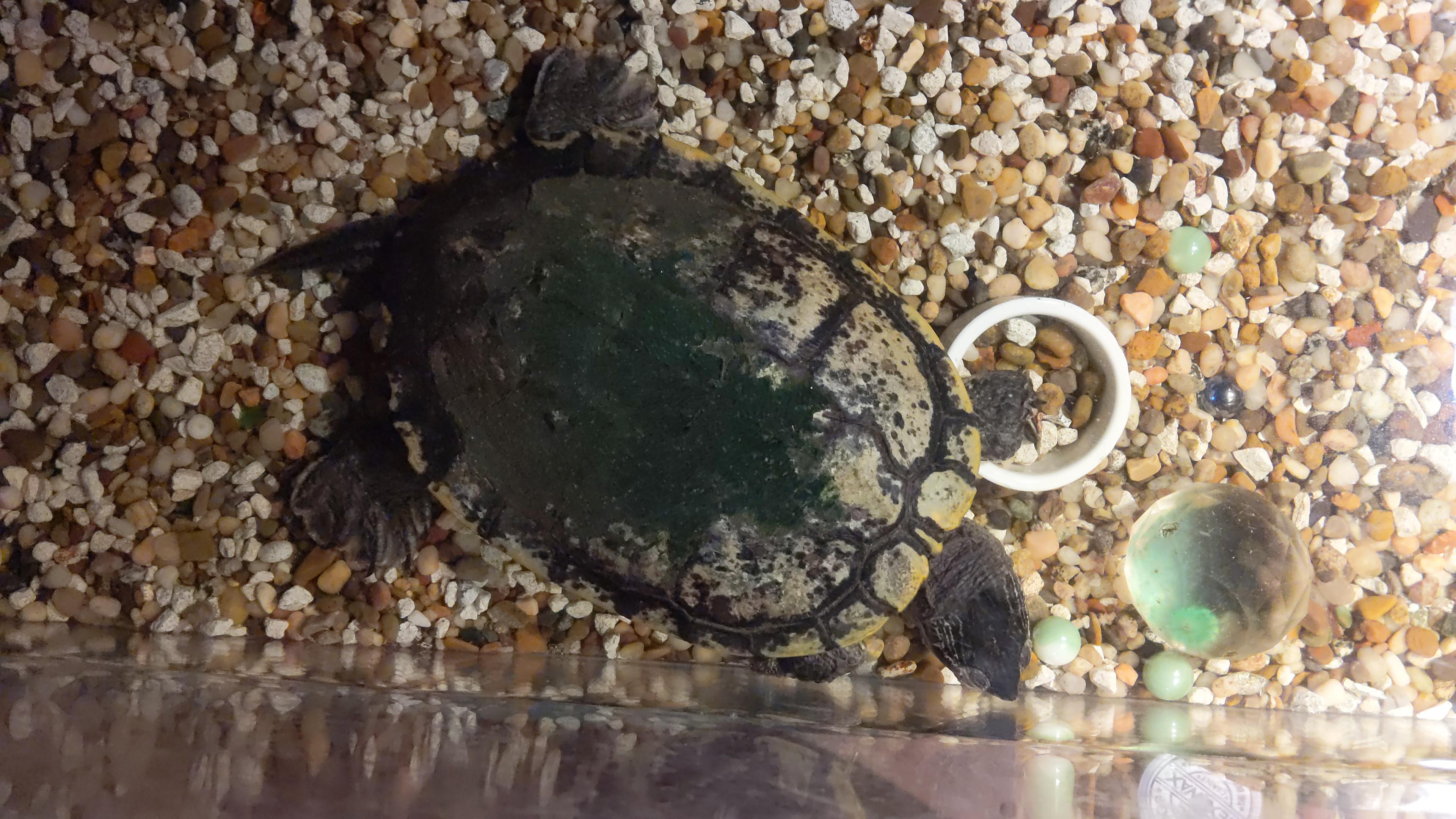 Is there something wrong with my turtle? Is this shell rot? r