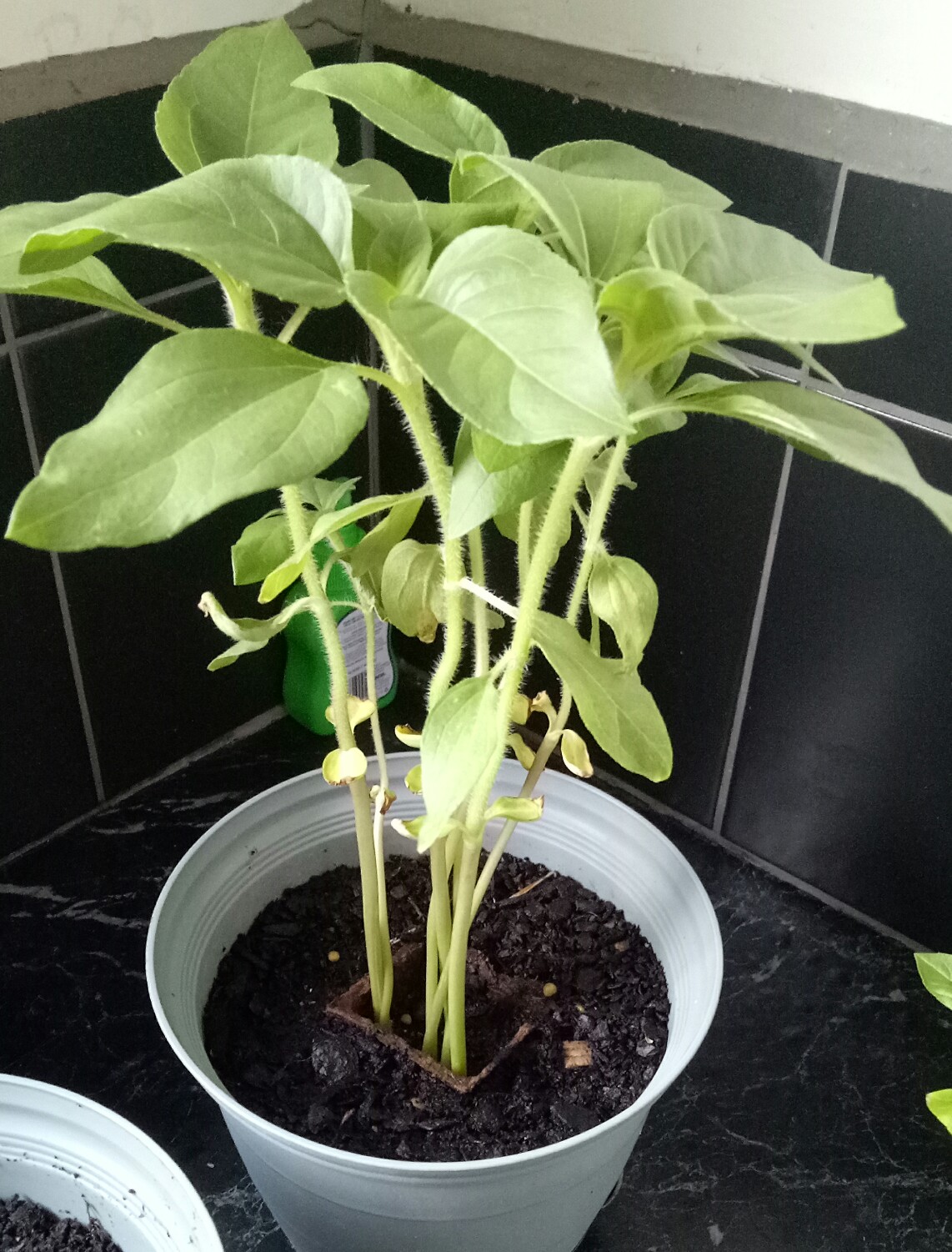 These are sunflowers is it too late to separate them into different