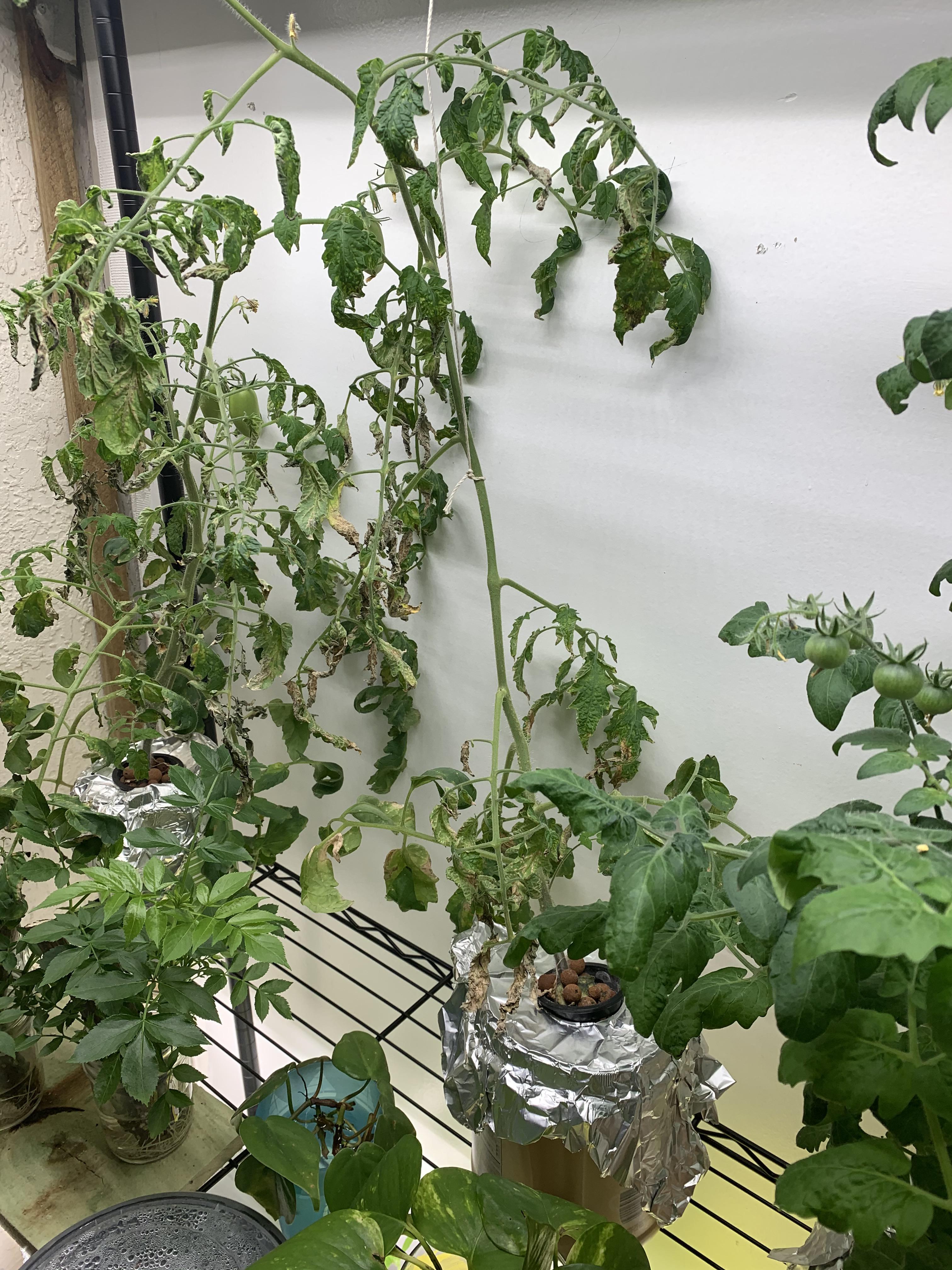 Kratky method help. Some tomato plants are thriving and yet the others are starting to bare