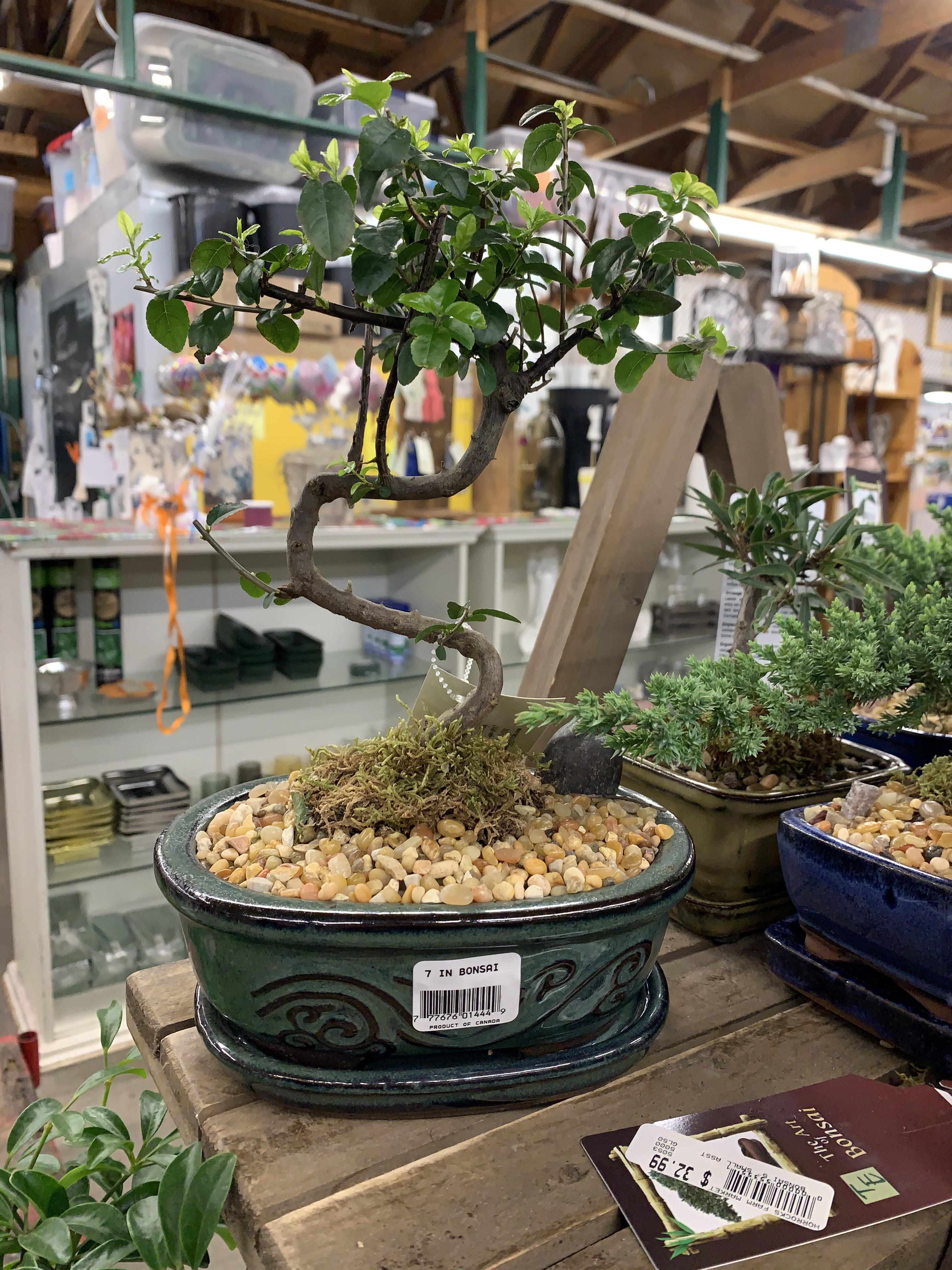 The bad side of bonsai is going into a green house and seeing a plant