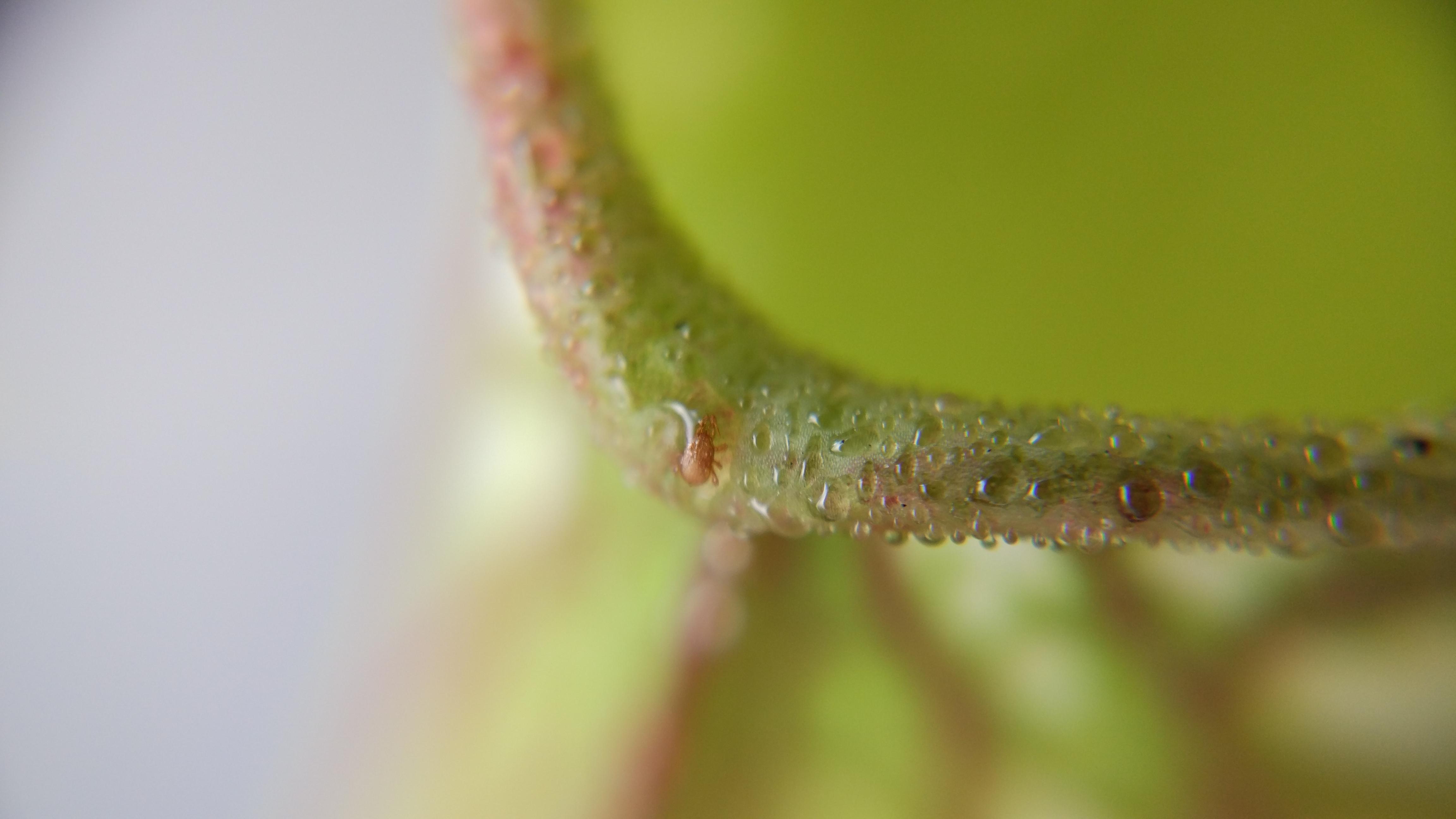 Sticky fluid of a carnivorous plant dissolving tiny insect [OC