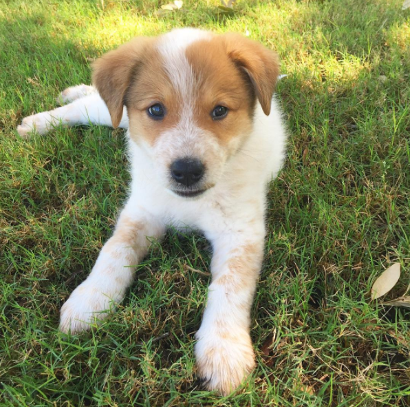 Hi, I'm Juno! I'm a 8 week old Australian Cattle/Golden