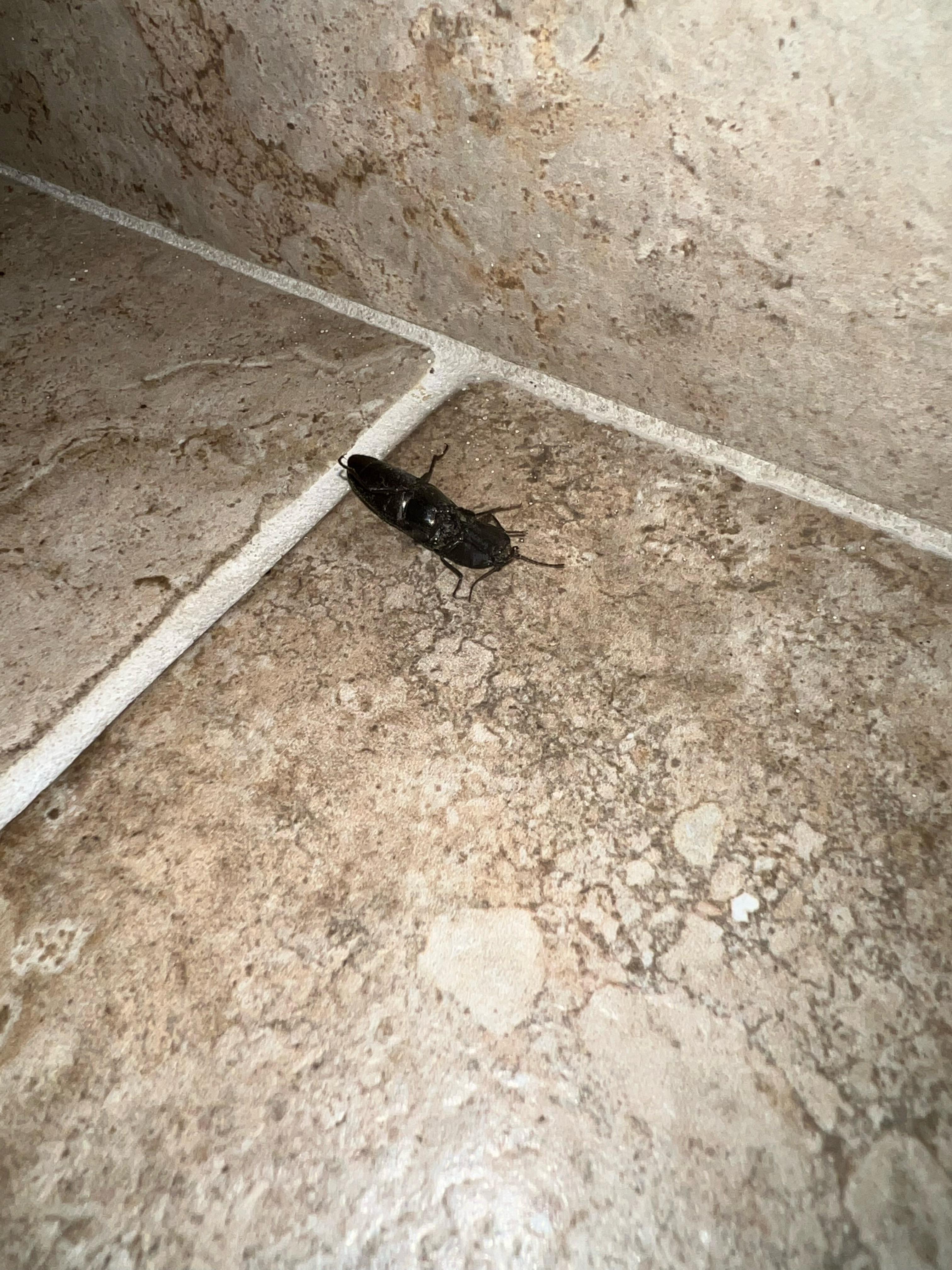 Can someone tell me what kind of insect this is? I’m not sure if it’s a