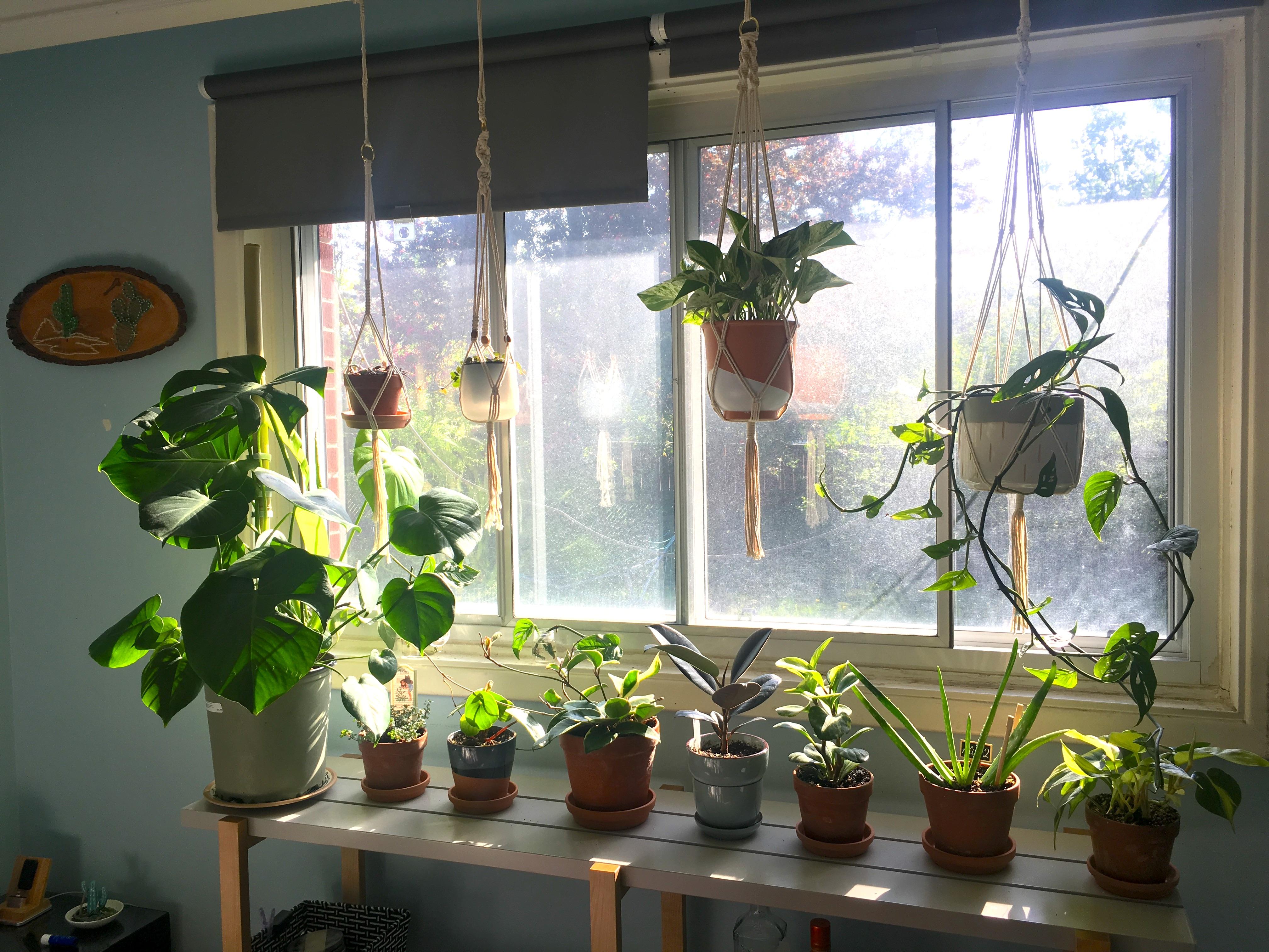 Recently picked up this shelving unit and my plants are loving their
