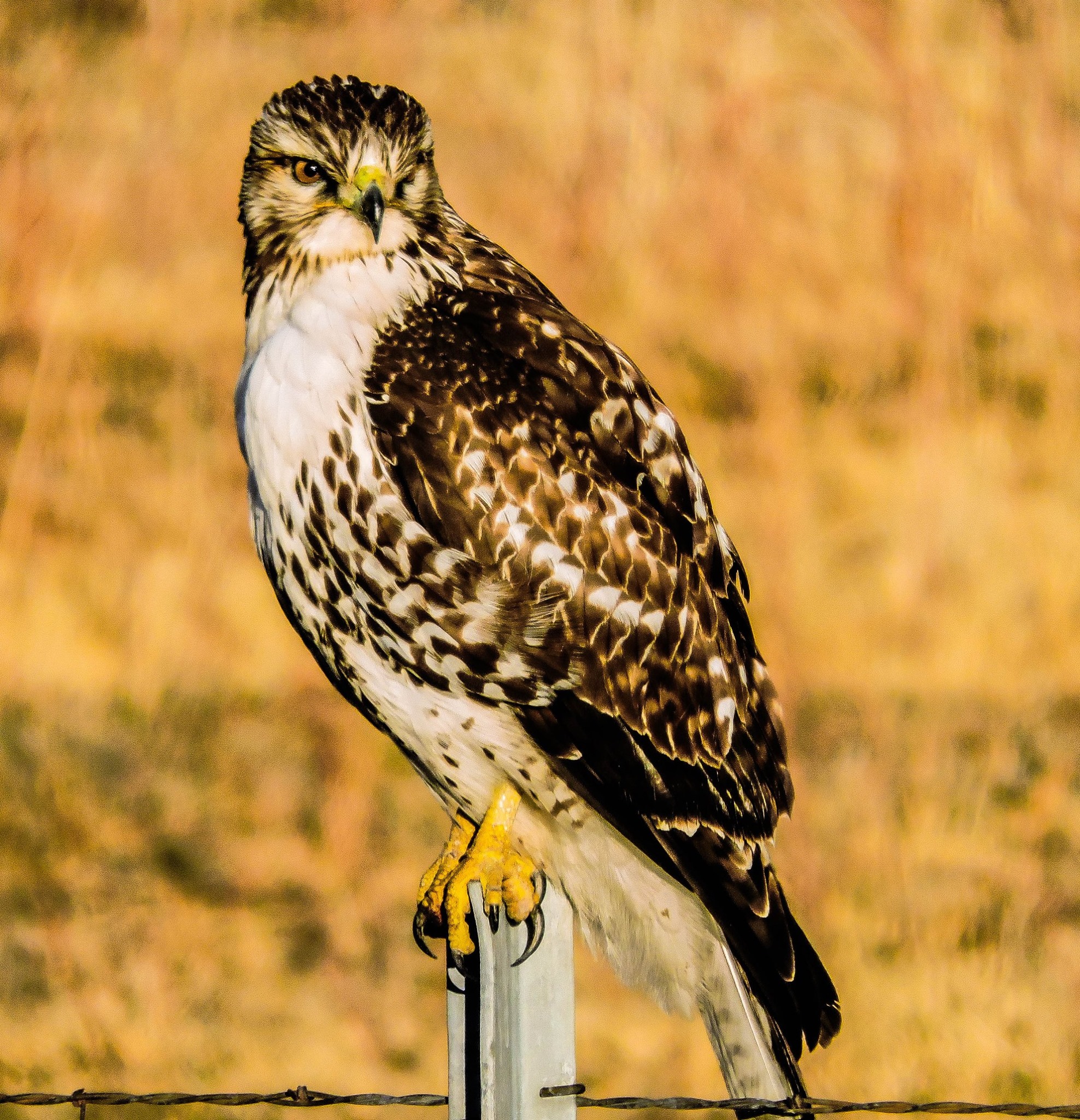 A Hawk in Northern California. r/wildlifephotography
