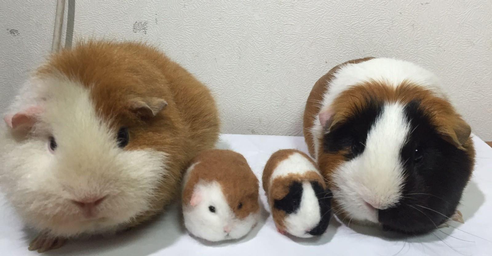mini pig r/guineapigs