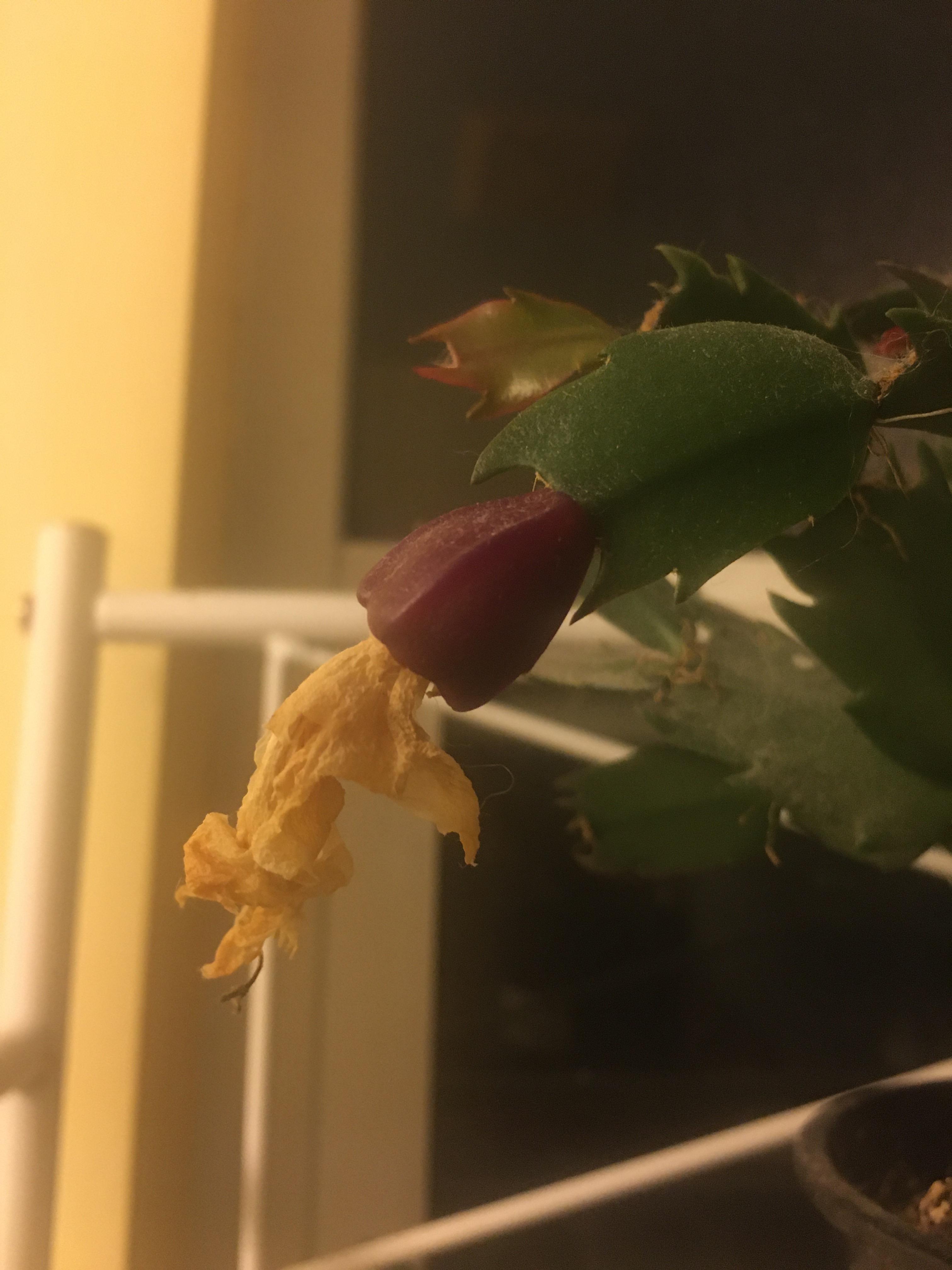 Does anyone know when to harvest a Christmas cactus fruit?