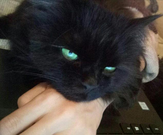 When your cat likes to watch TV shows more than you )) r/cats