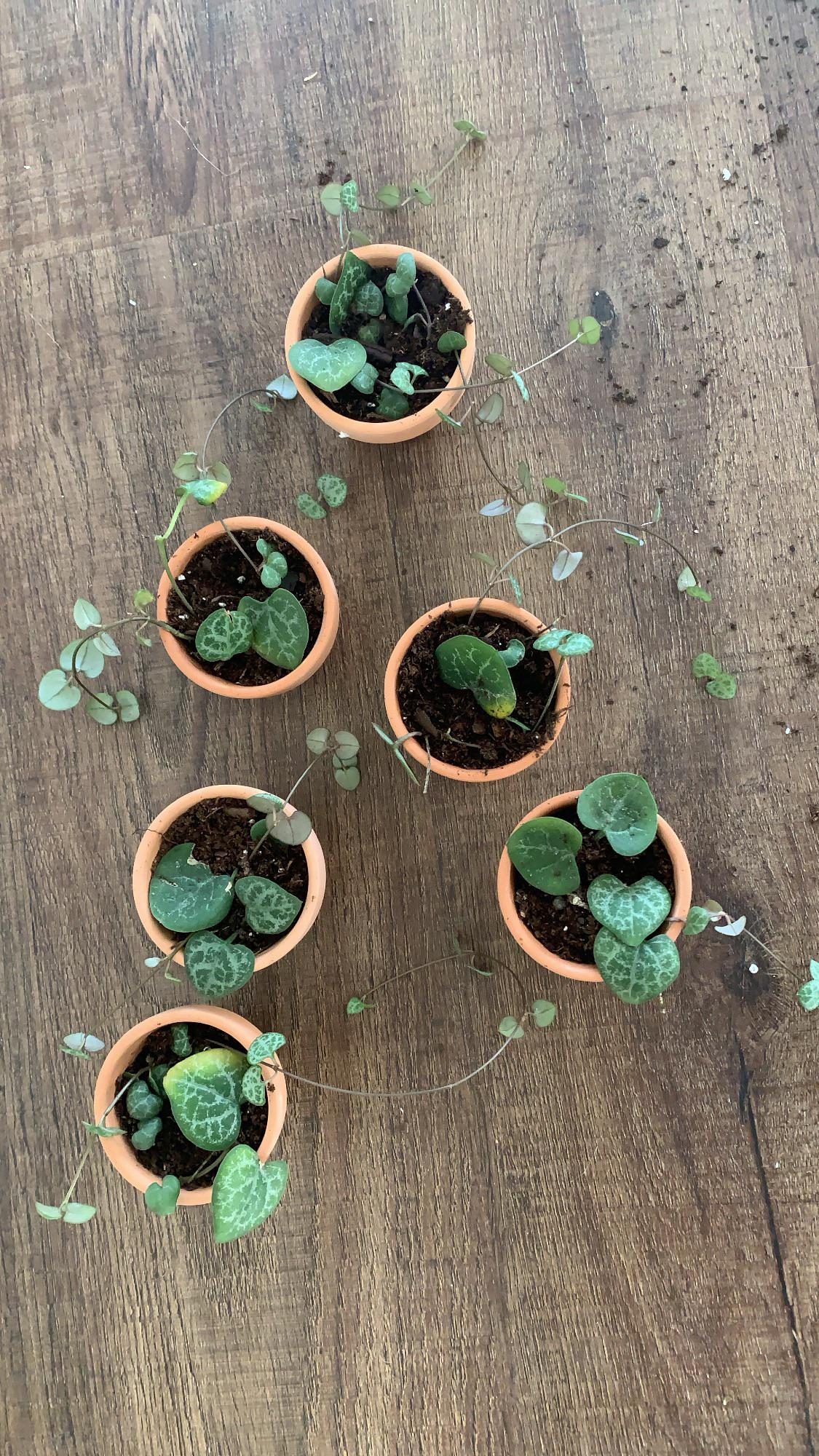 Tips for flying with plants (in this case 2inch pots of SOH) as carry