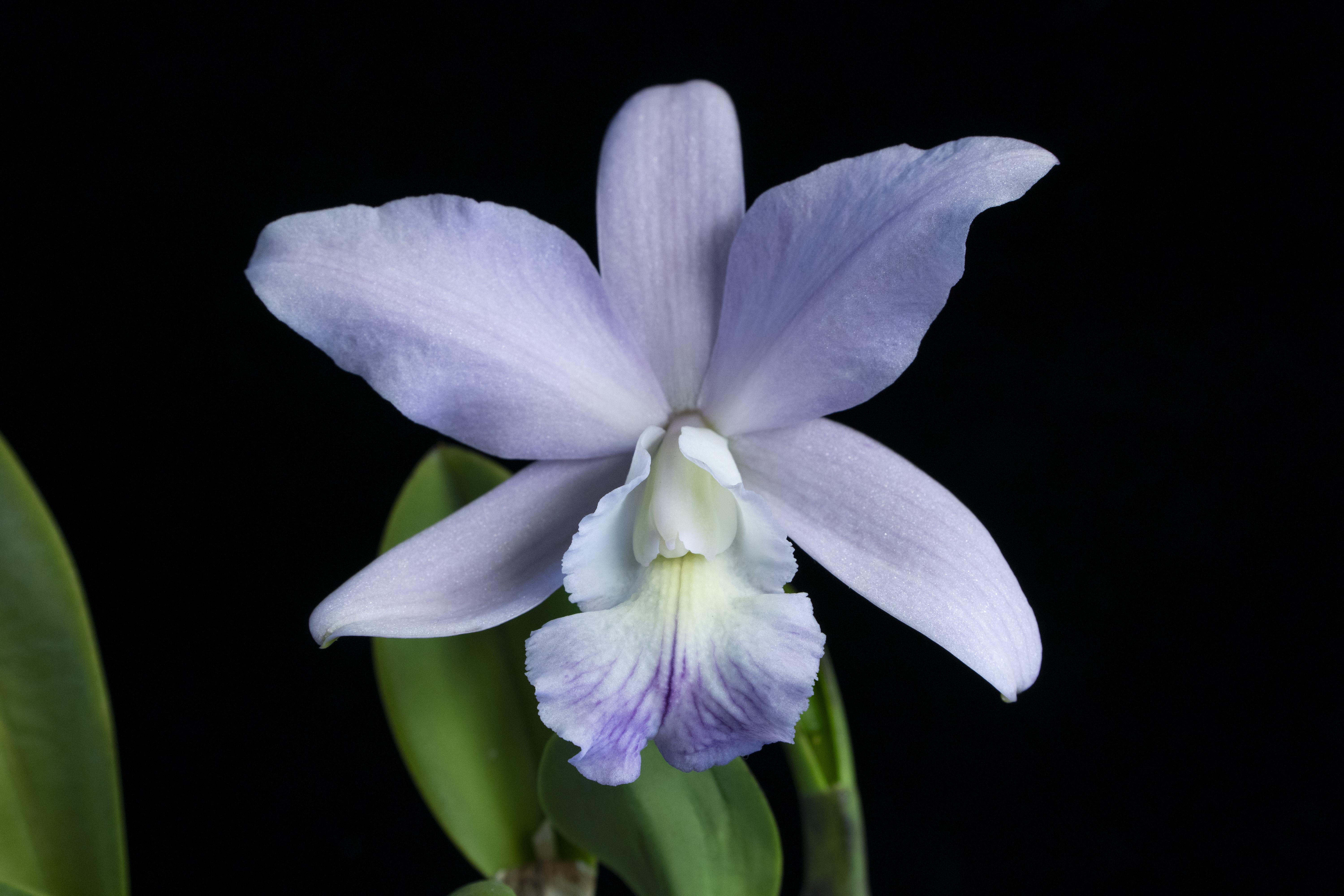 Cattleya Love Knot var. coerulea. I could smell its fragrance in my