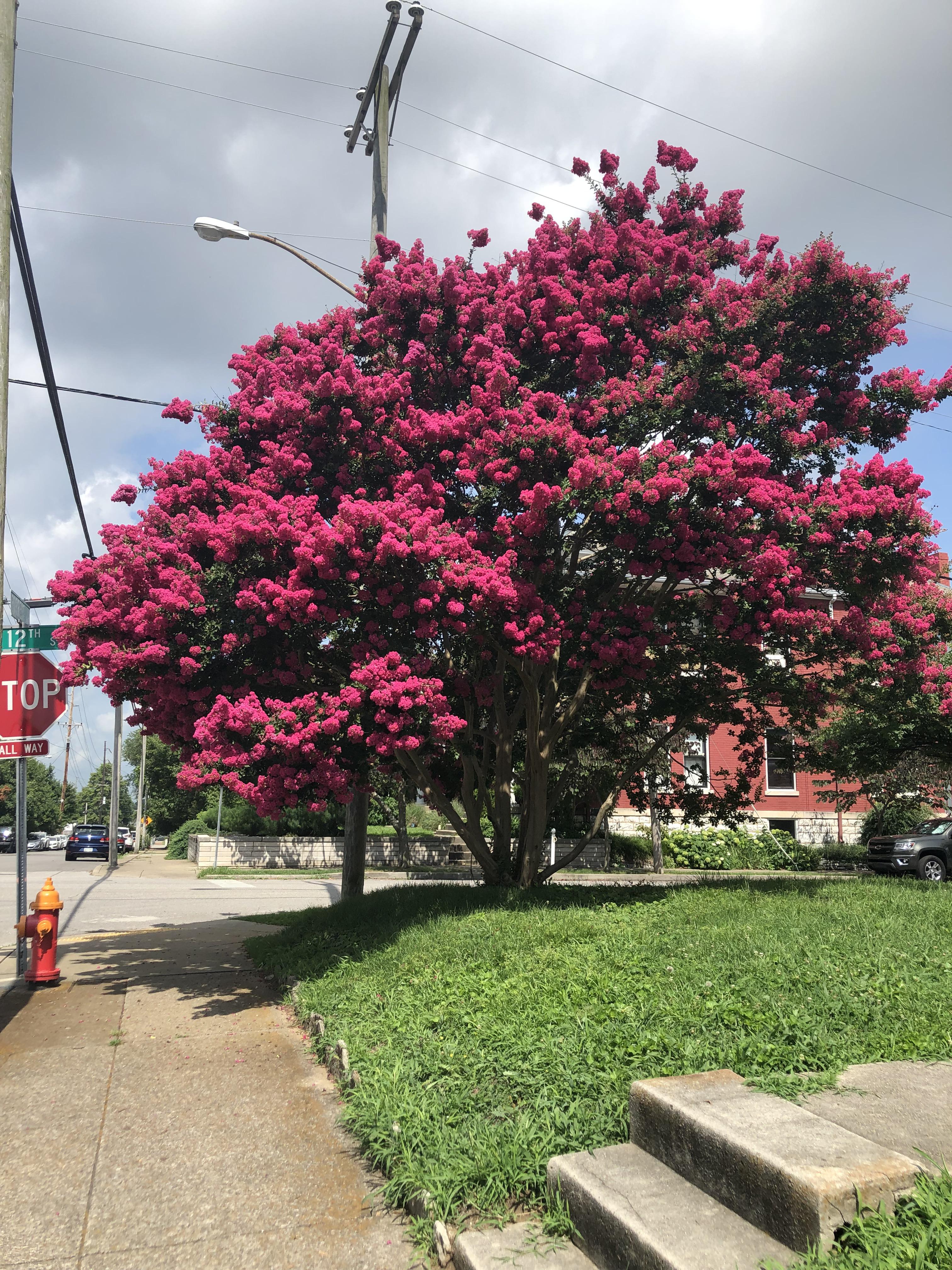 What’s this tree? Found in Nashville r/whatsthisplant