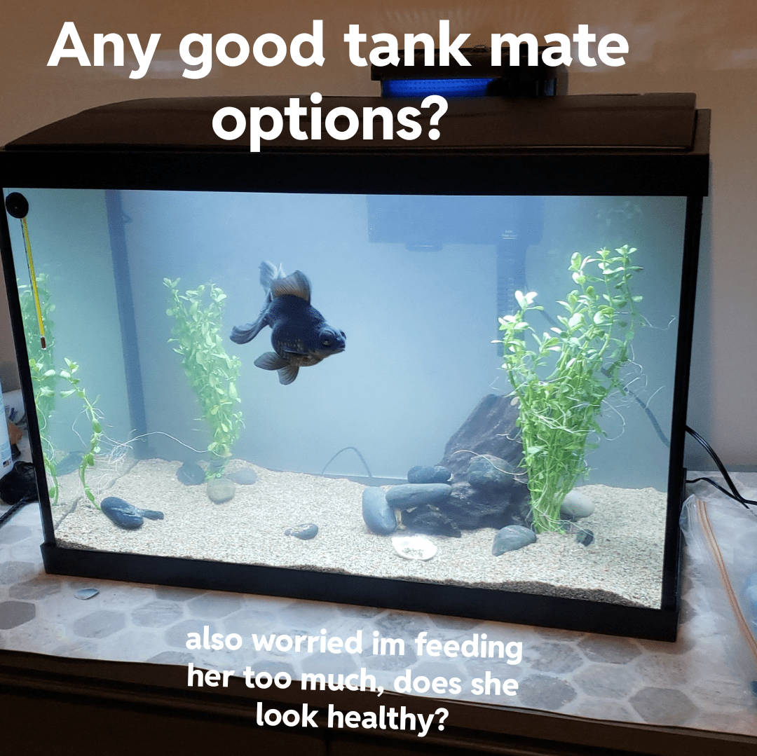 20 gallon, live plants, black moor goldfish r/aquarium