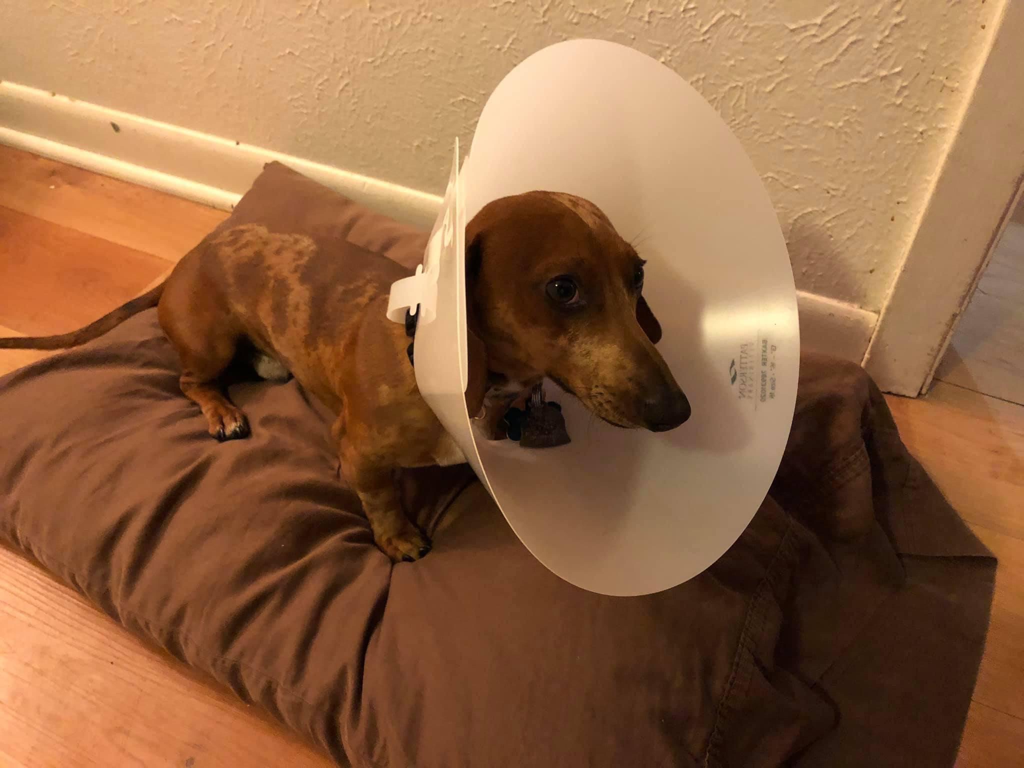 Remove the "Cone of Shame"... attach the "Cone of Triumph” r/Dachshund