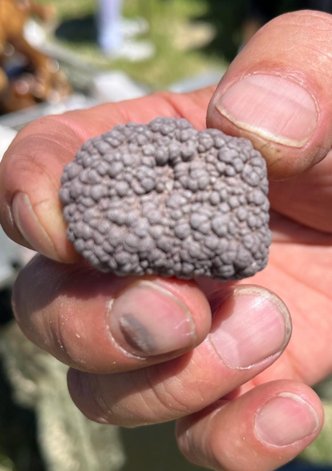 rockhound guy says he has no idea what this is. any ideas? r