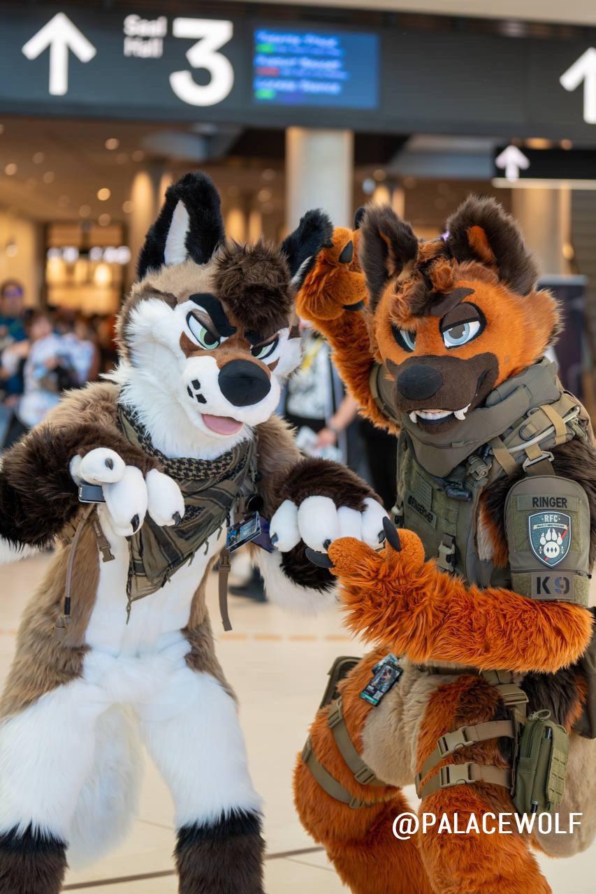 Palace Wolf (u/PalaceWolf) - Reddit