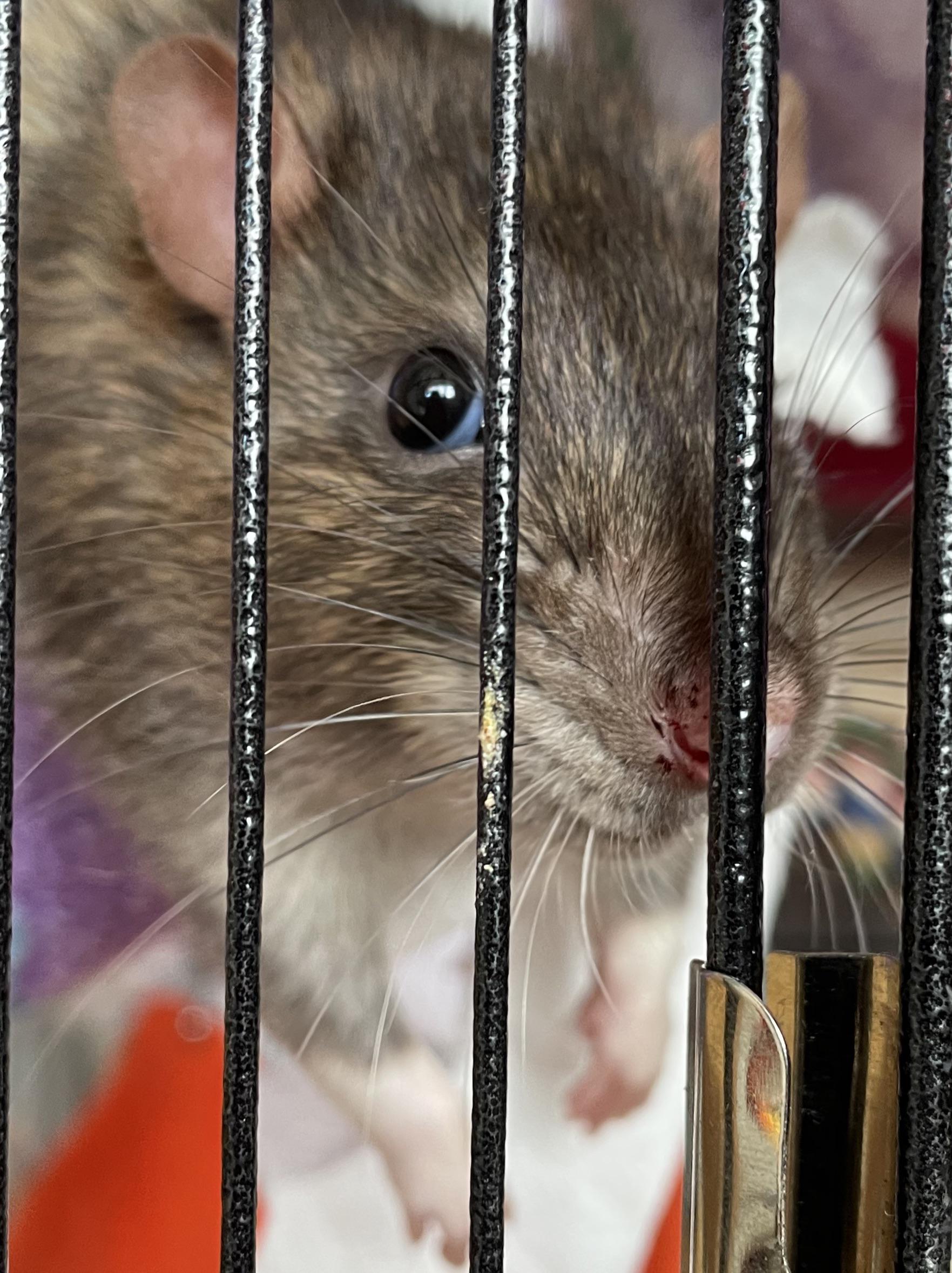 Pet rat neutering r/Southampton