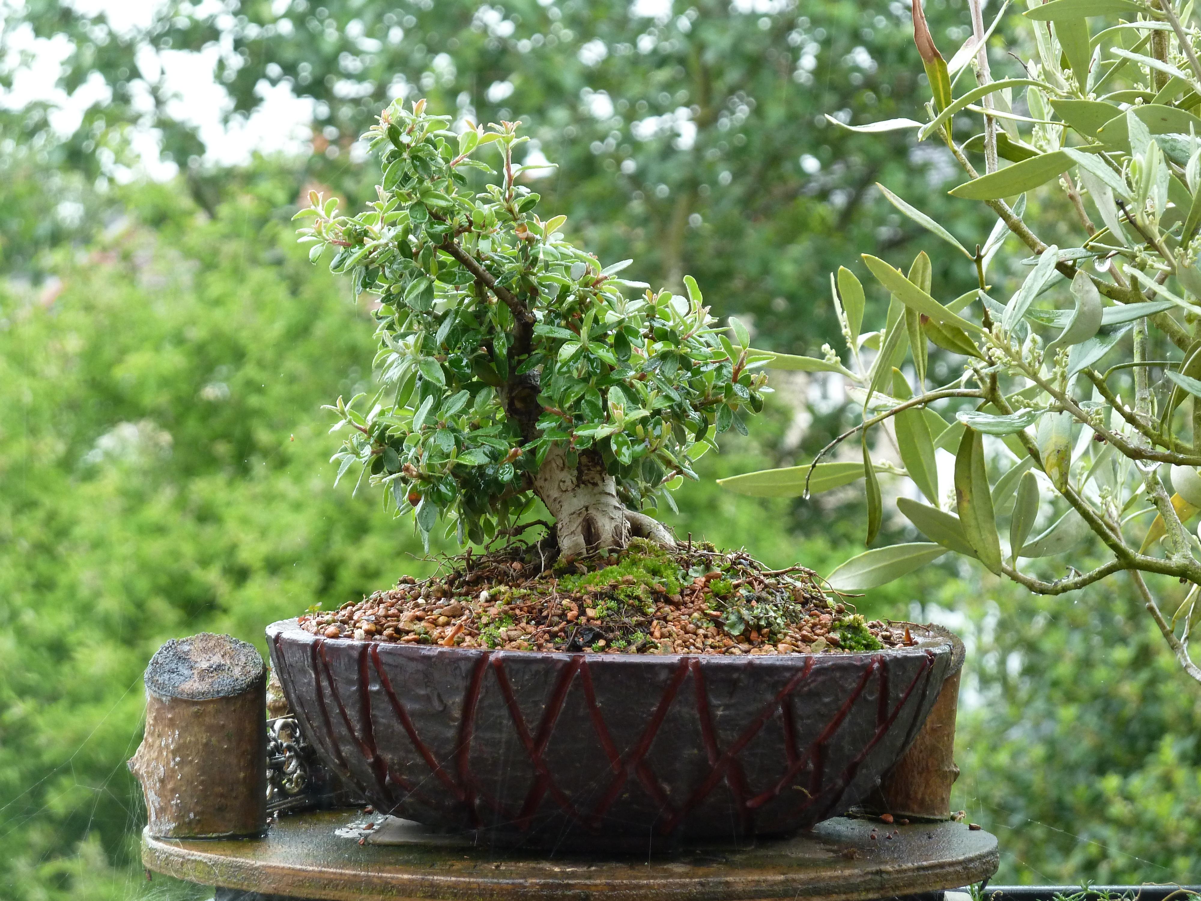 Cotoneaster Mame r/Bonsai
