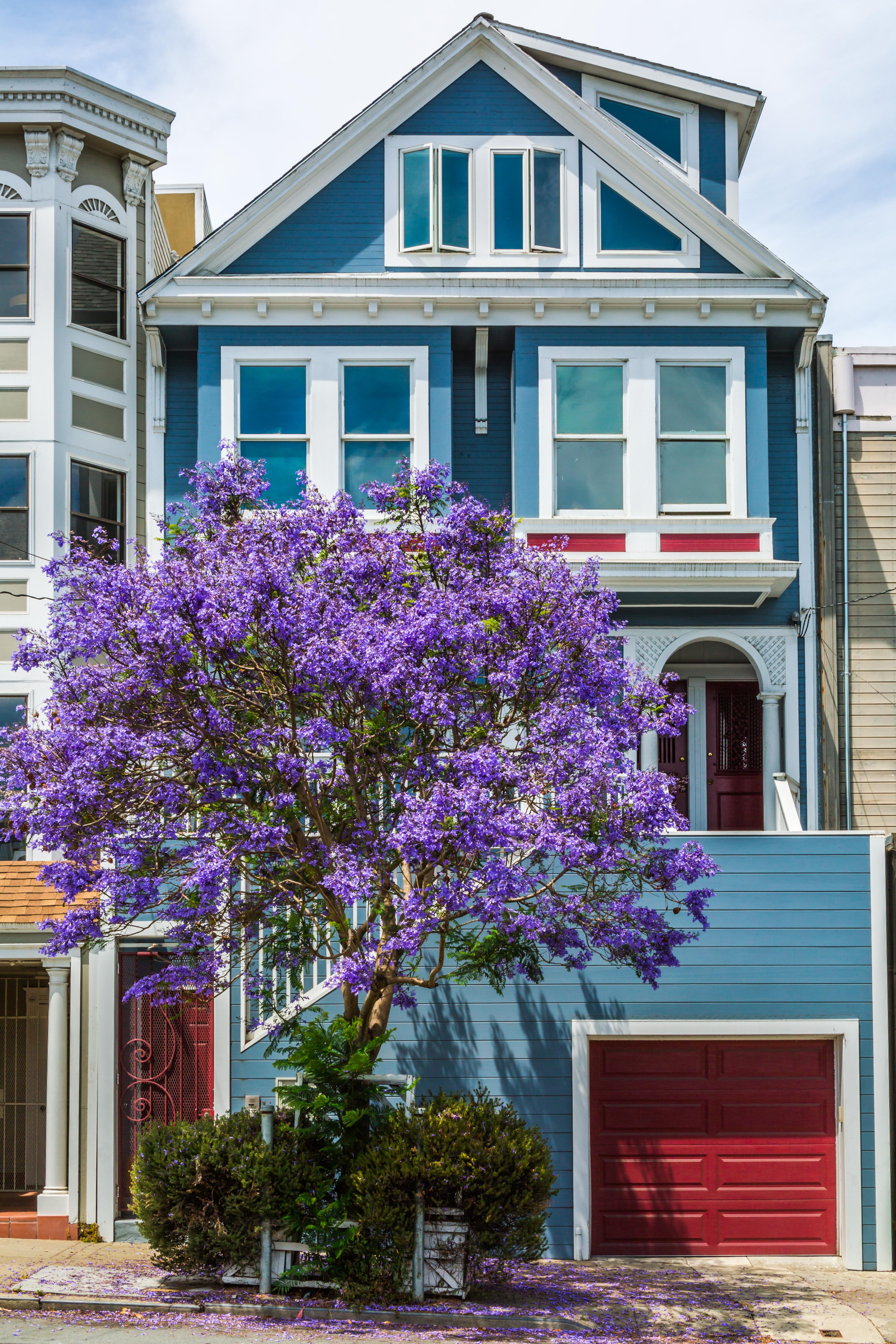 Jacaranda trees around town are in full bloom! r/sanfrancisco