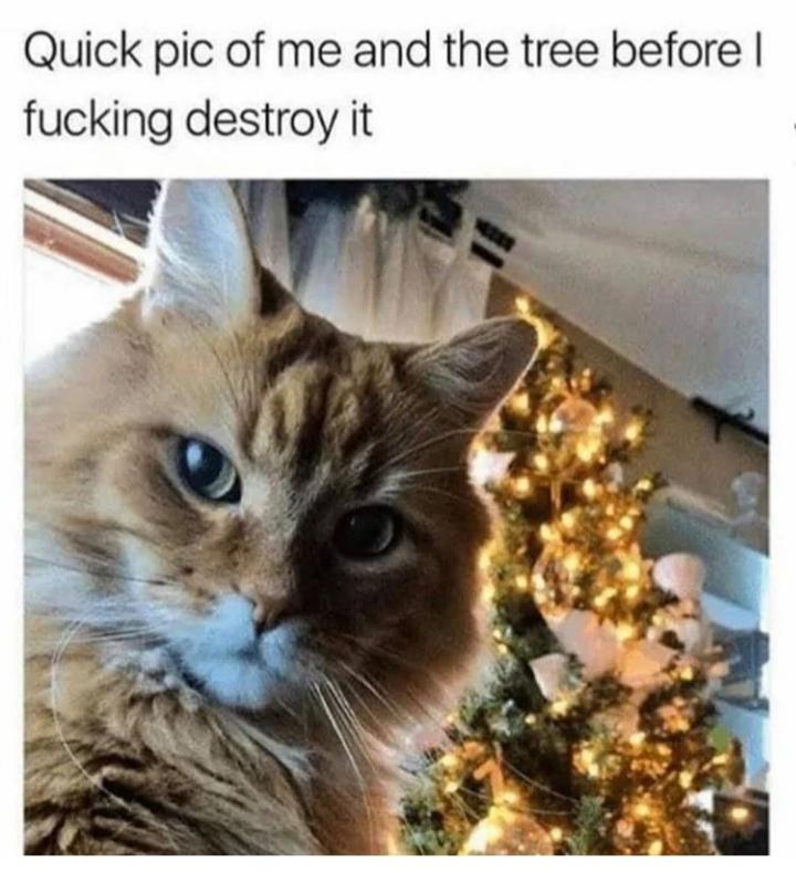 Merry Christmas memes