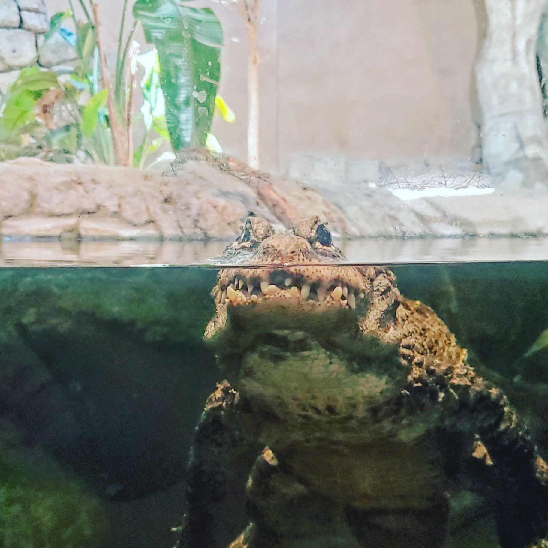 Picture of an alligator I took at the Tulsa zoo. r/pics