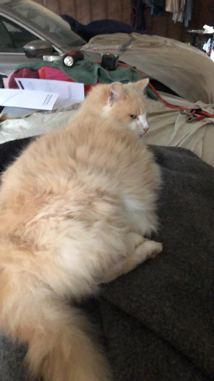 She’s 65 blubber, 25 fur and 10 attitude r/FatPussy