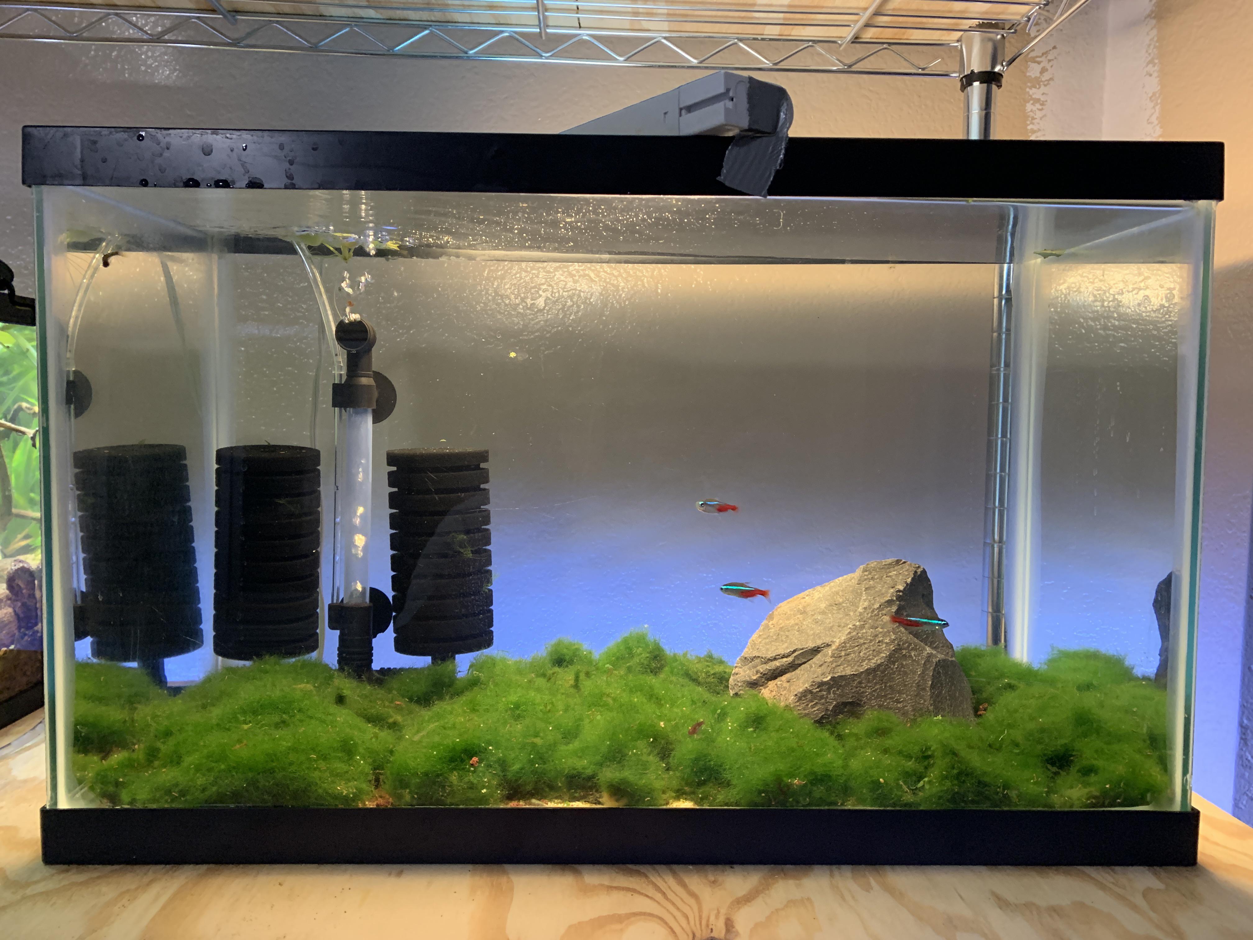 My Moss Ball IwugamiInspired Setup Marimo Carpet r/MossTank