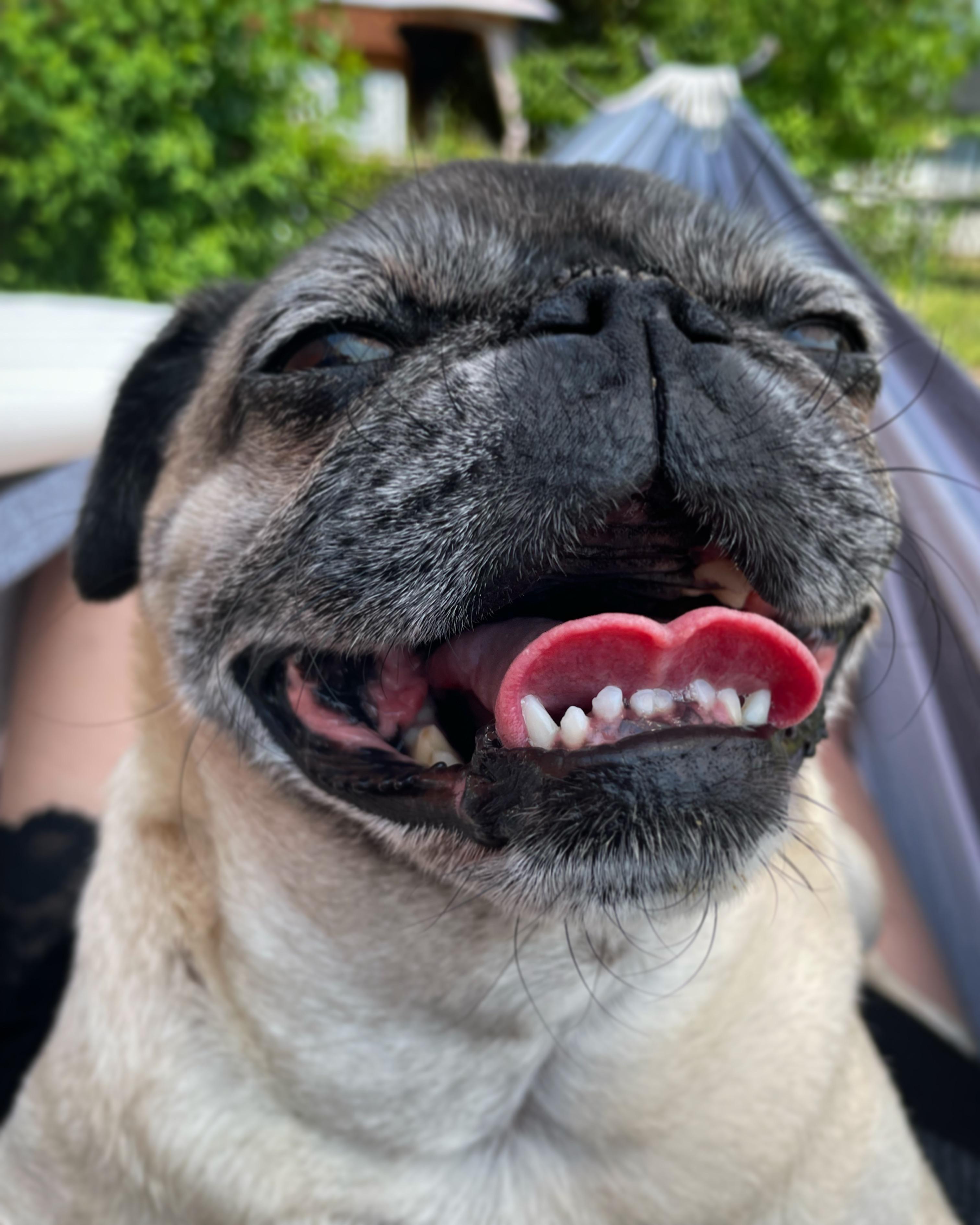Happy pug r/pugs