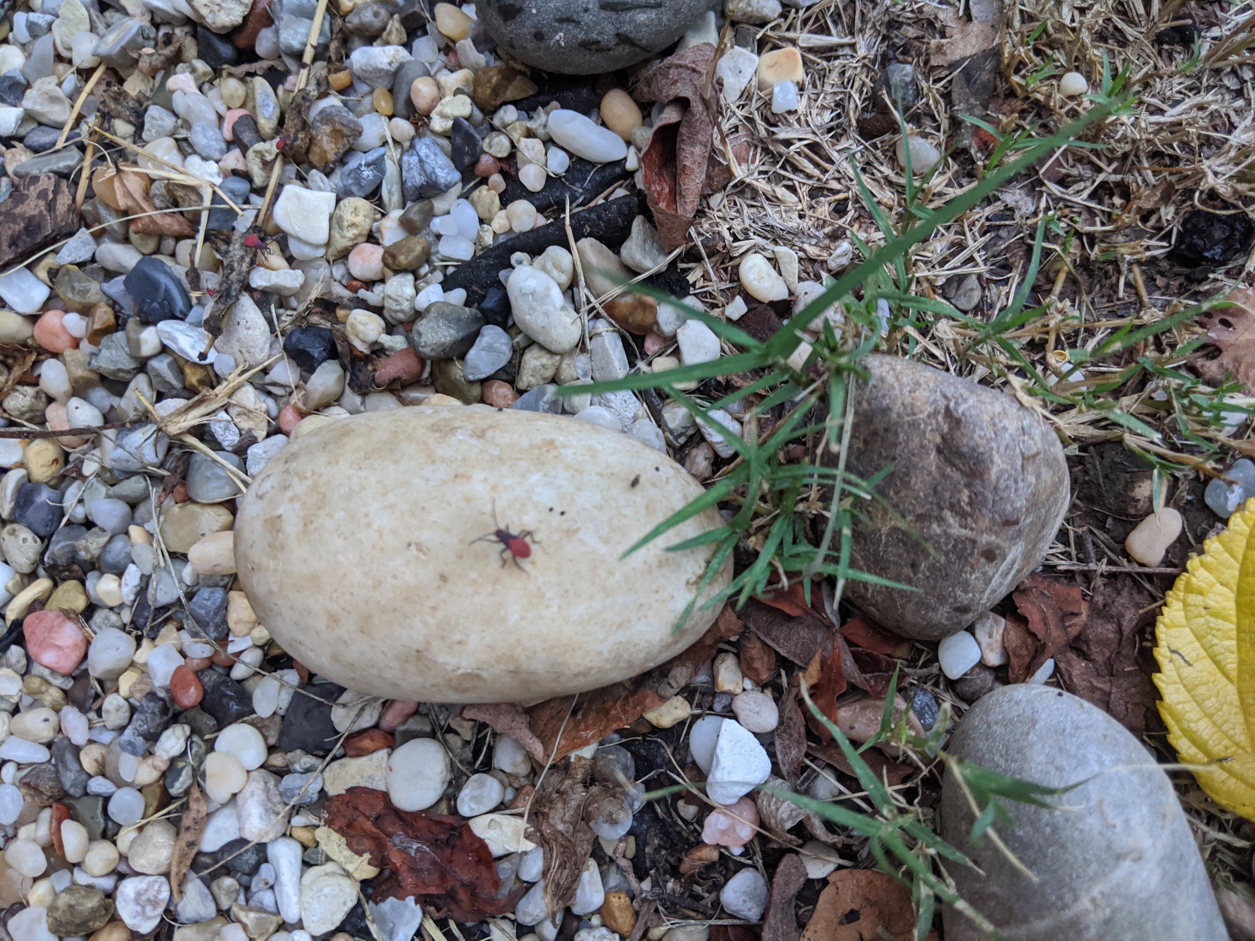 SOS I think I found what's killing my burning bush! Please help me get