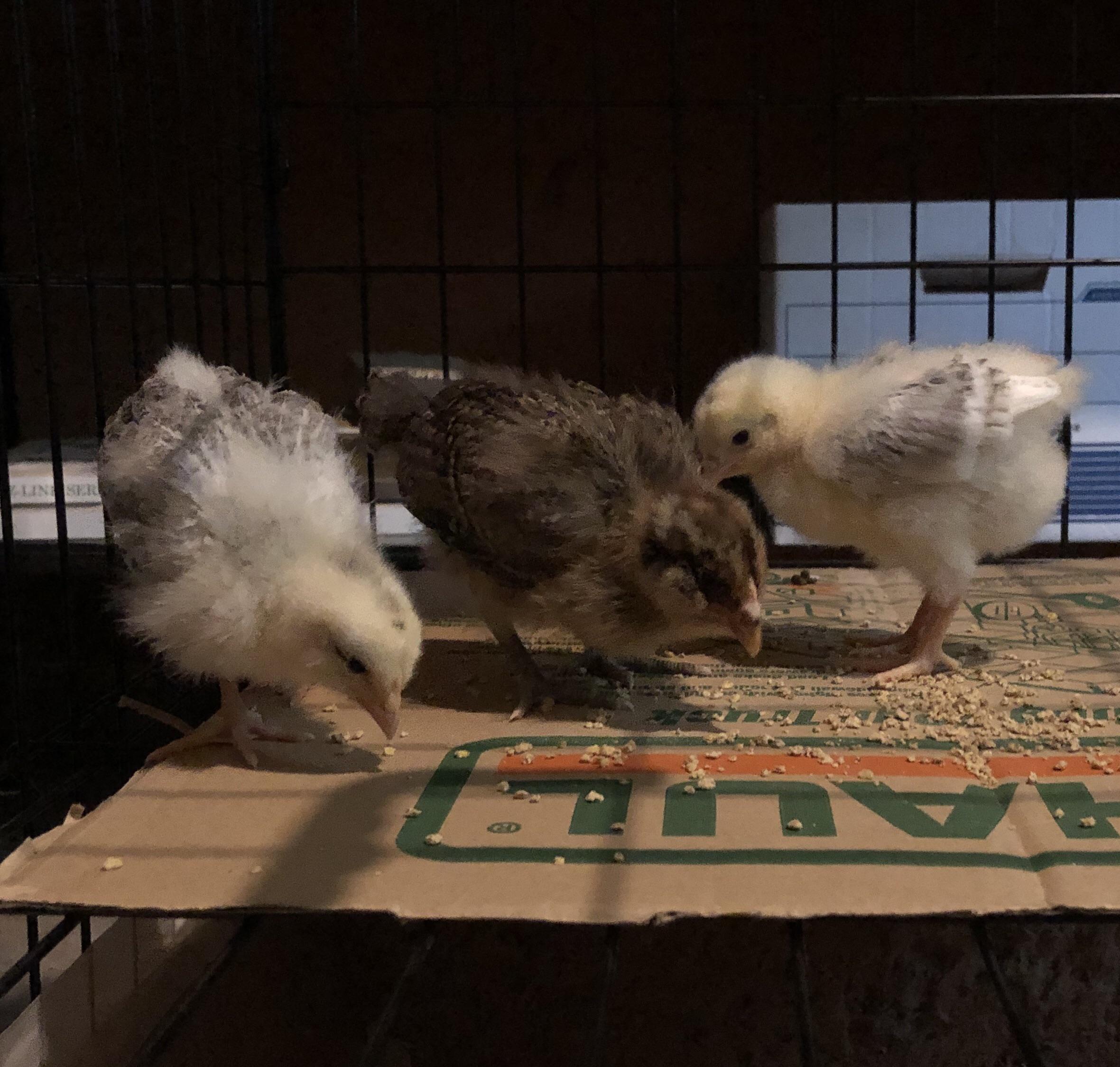 Our first chicks! We got them in a bin labeled “assorted heavies” a