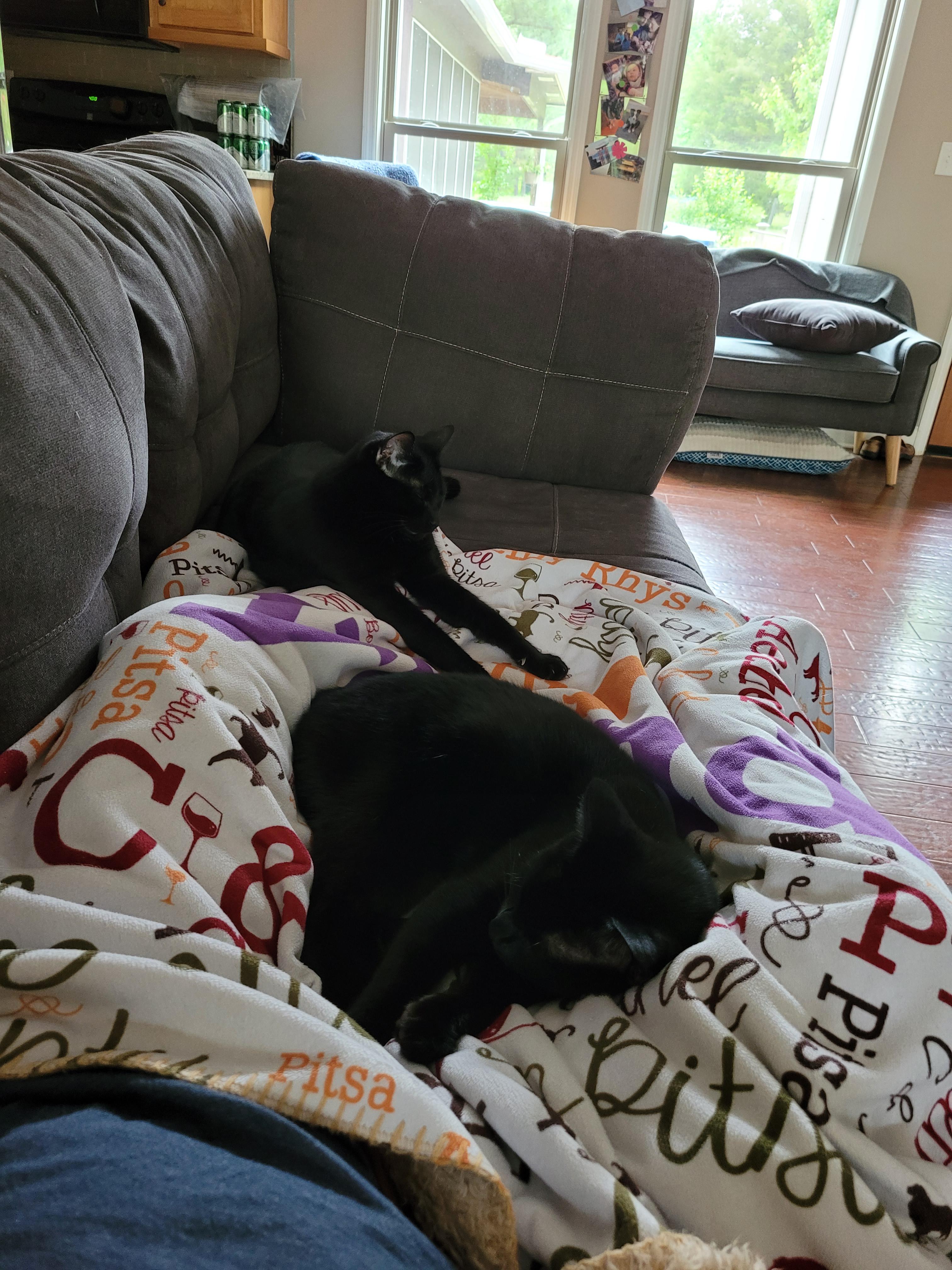 Very effective blanket trap for void cats... the elusive doublecatch