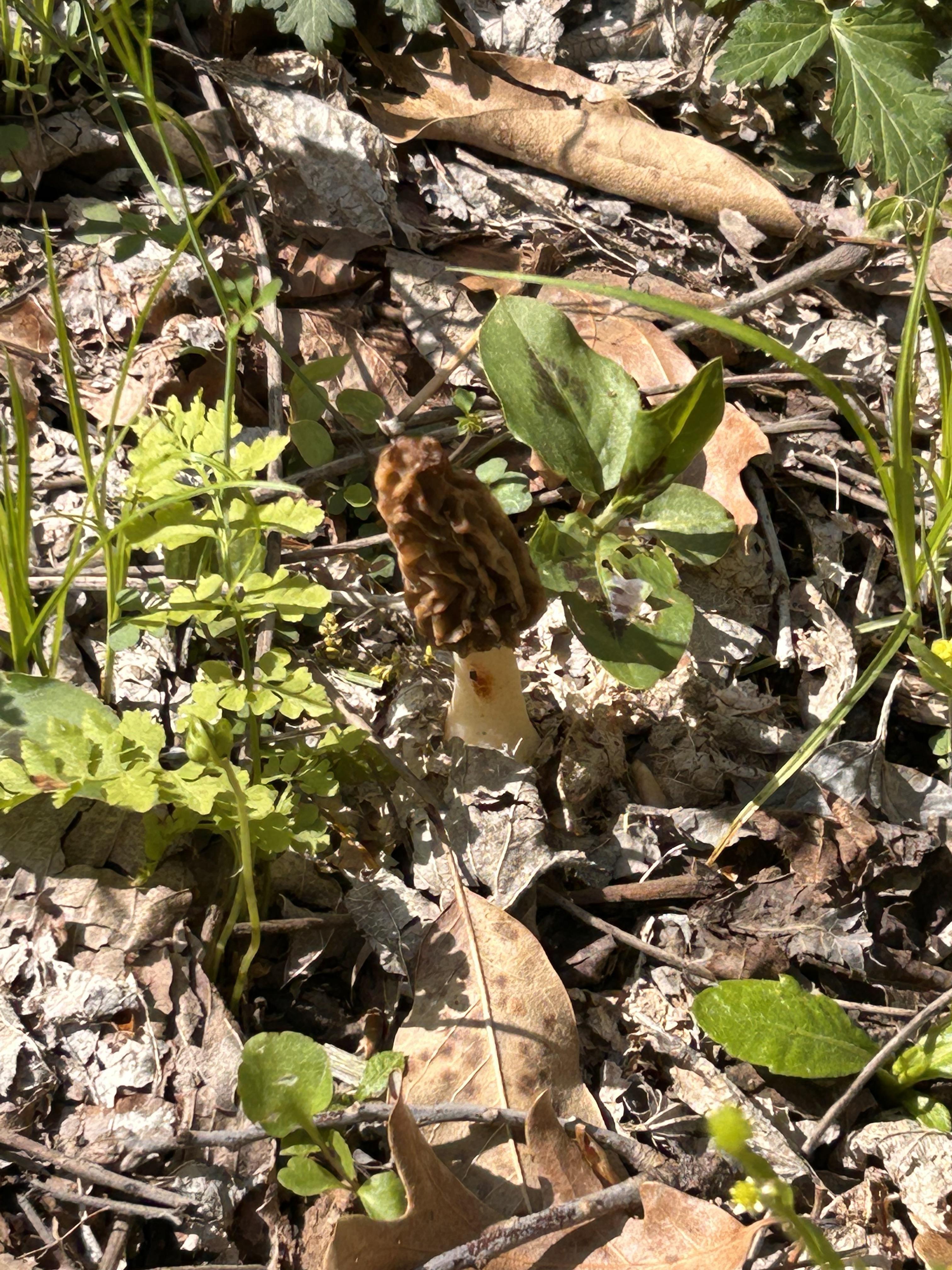 One today r/Morel_Hunting