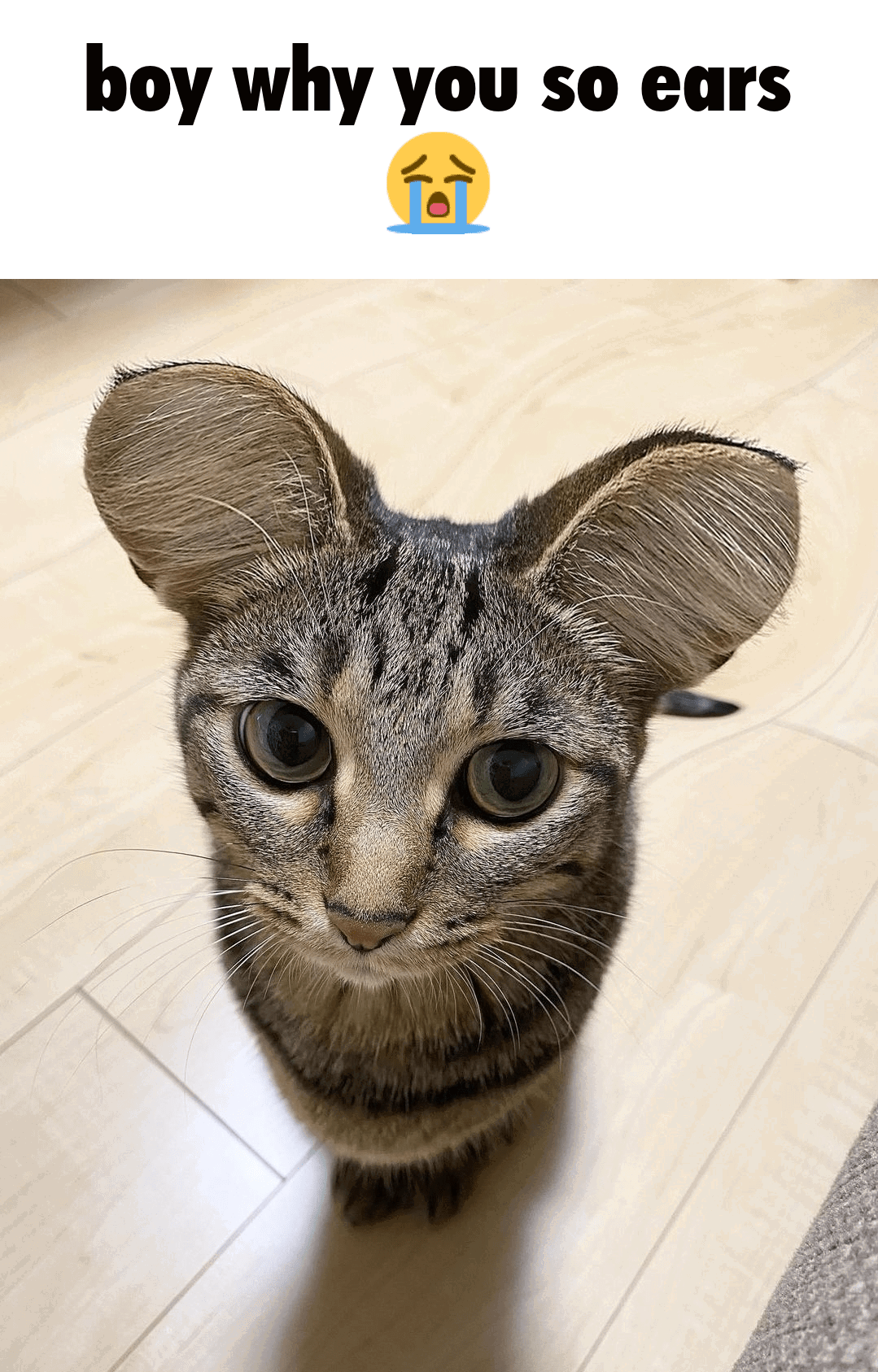 why so ears 😭 r/wunkus