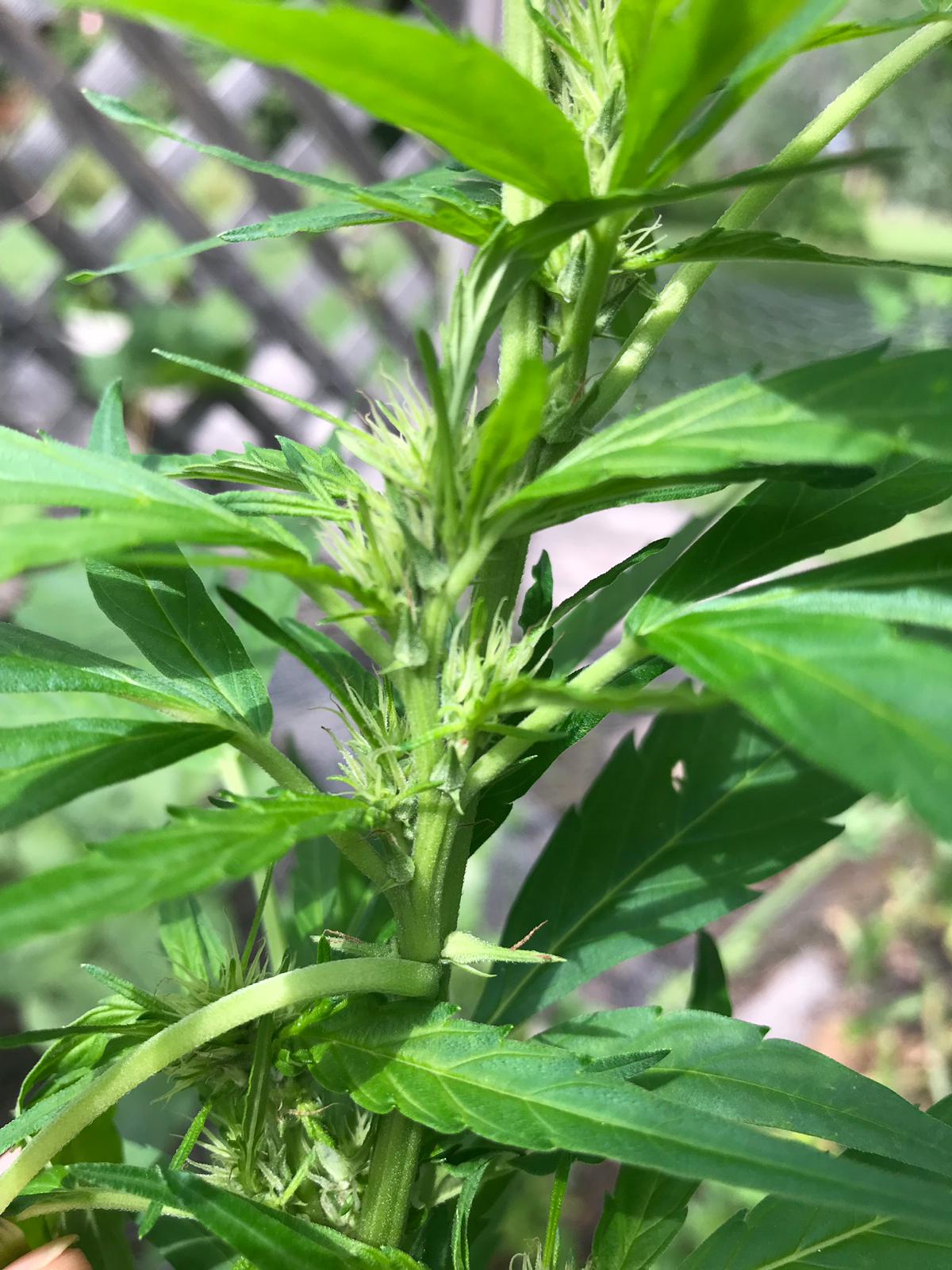 Is this a Hermaphrodite? r/cannabiscultivation