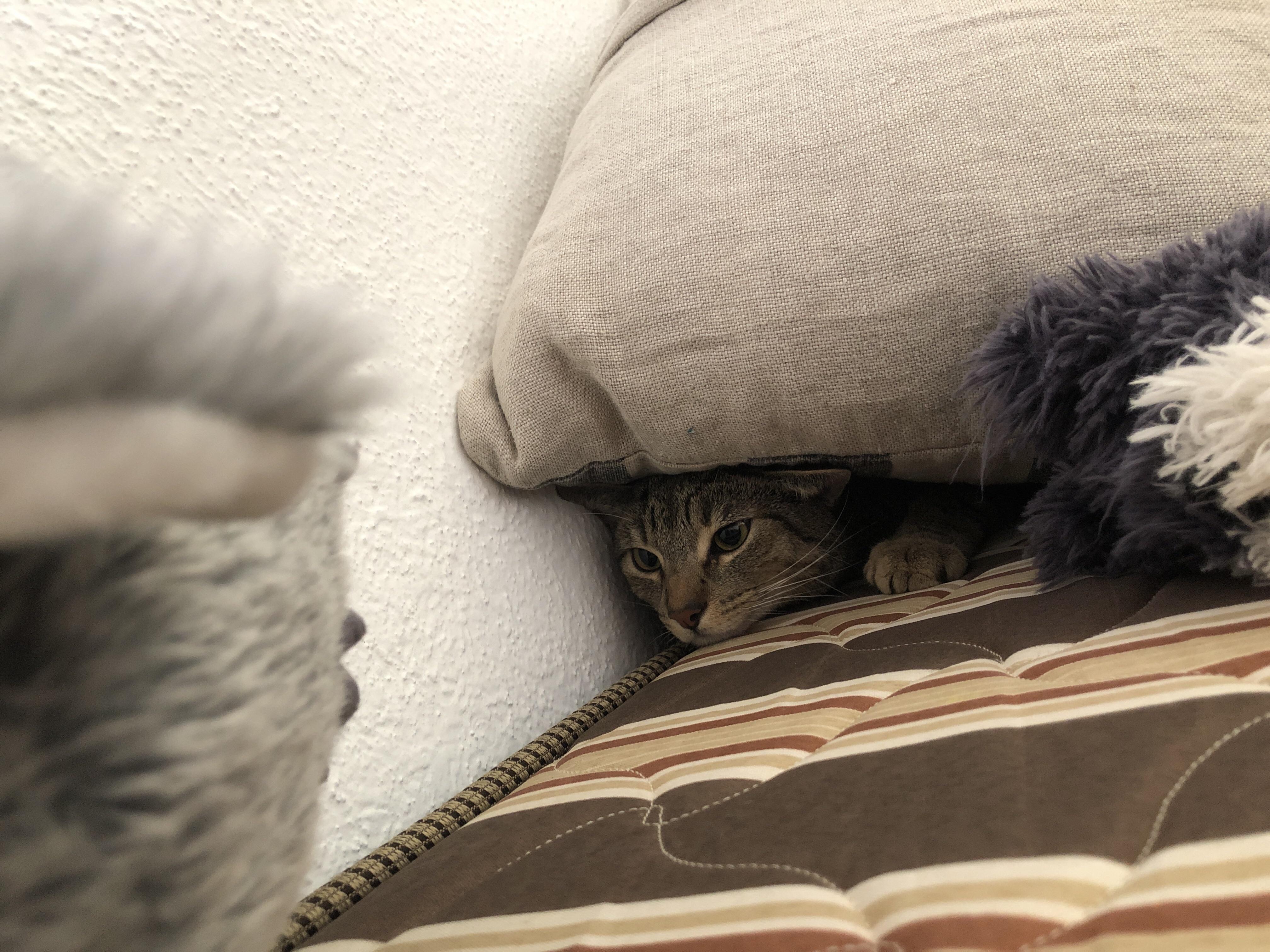 We are moving and my cat wont calm down. what can i do to make him more