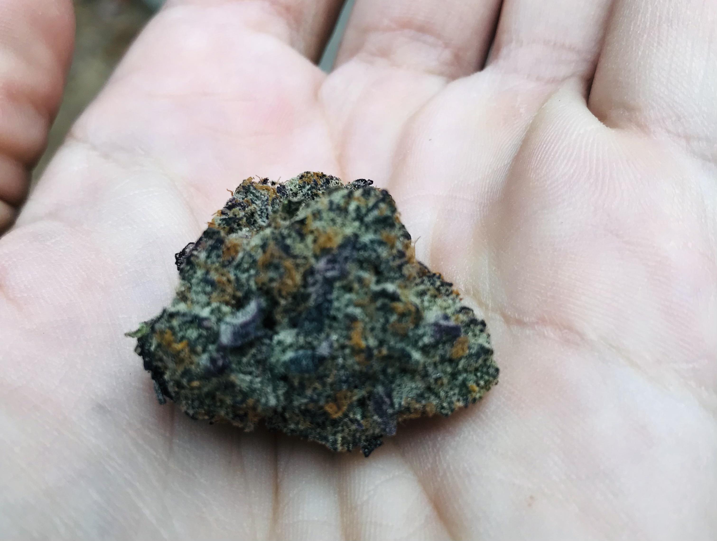 Came from Chicago to grab the infamous Sherbacio ⛽️🍨 21.3 Zen leaf