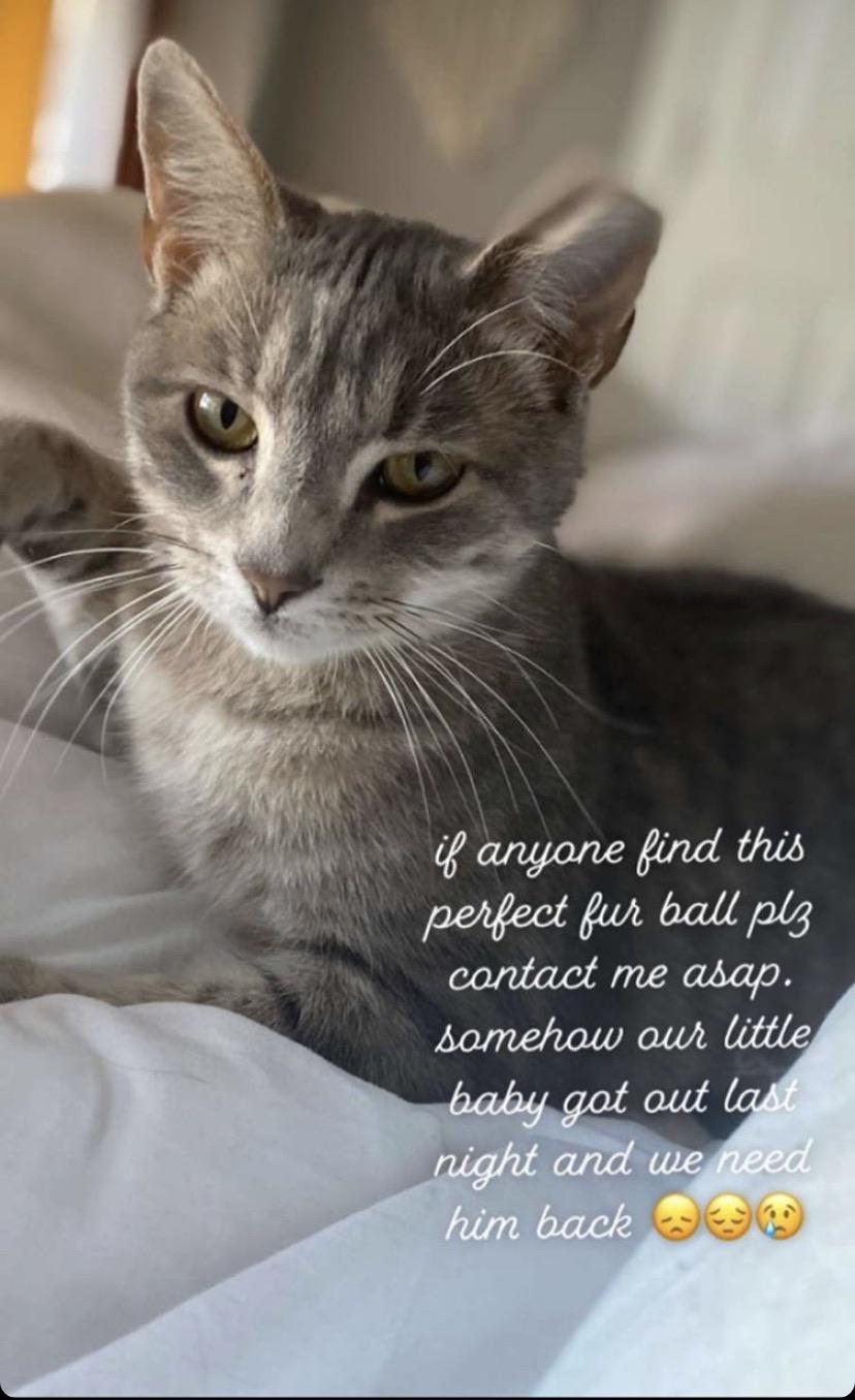 How To Find A Lost Cat In An Apartment Complex Cat Lovster