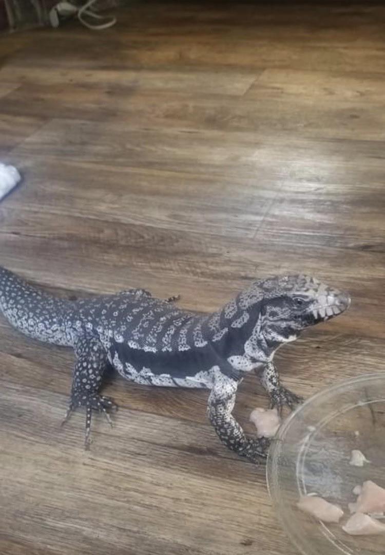 Hey everyone! I am getting a year old tegu from a rehome and I am