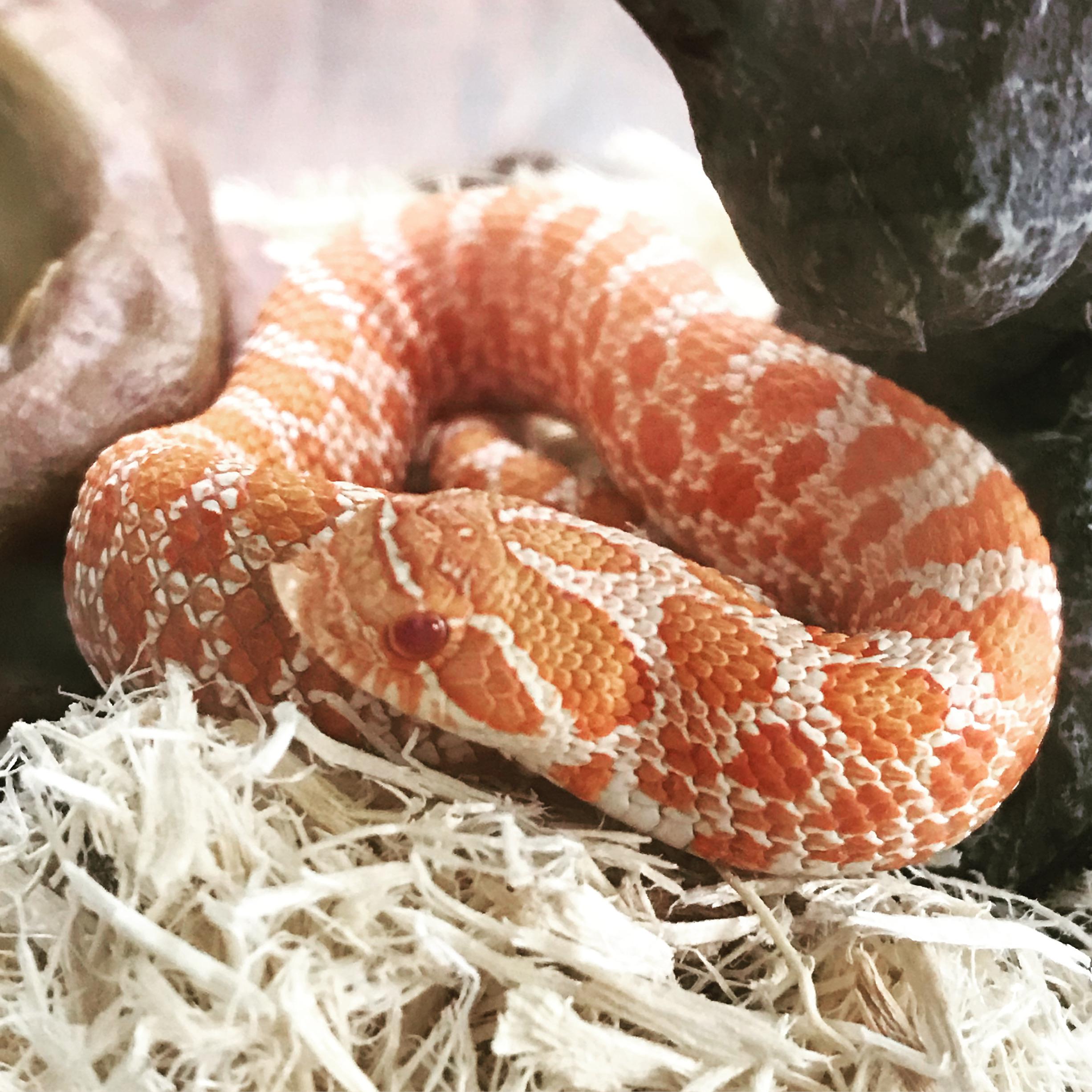 Baby Satsuma! IG haruka_satsuma_snakes r/Sneks