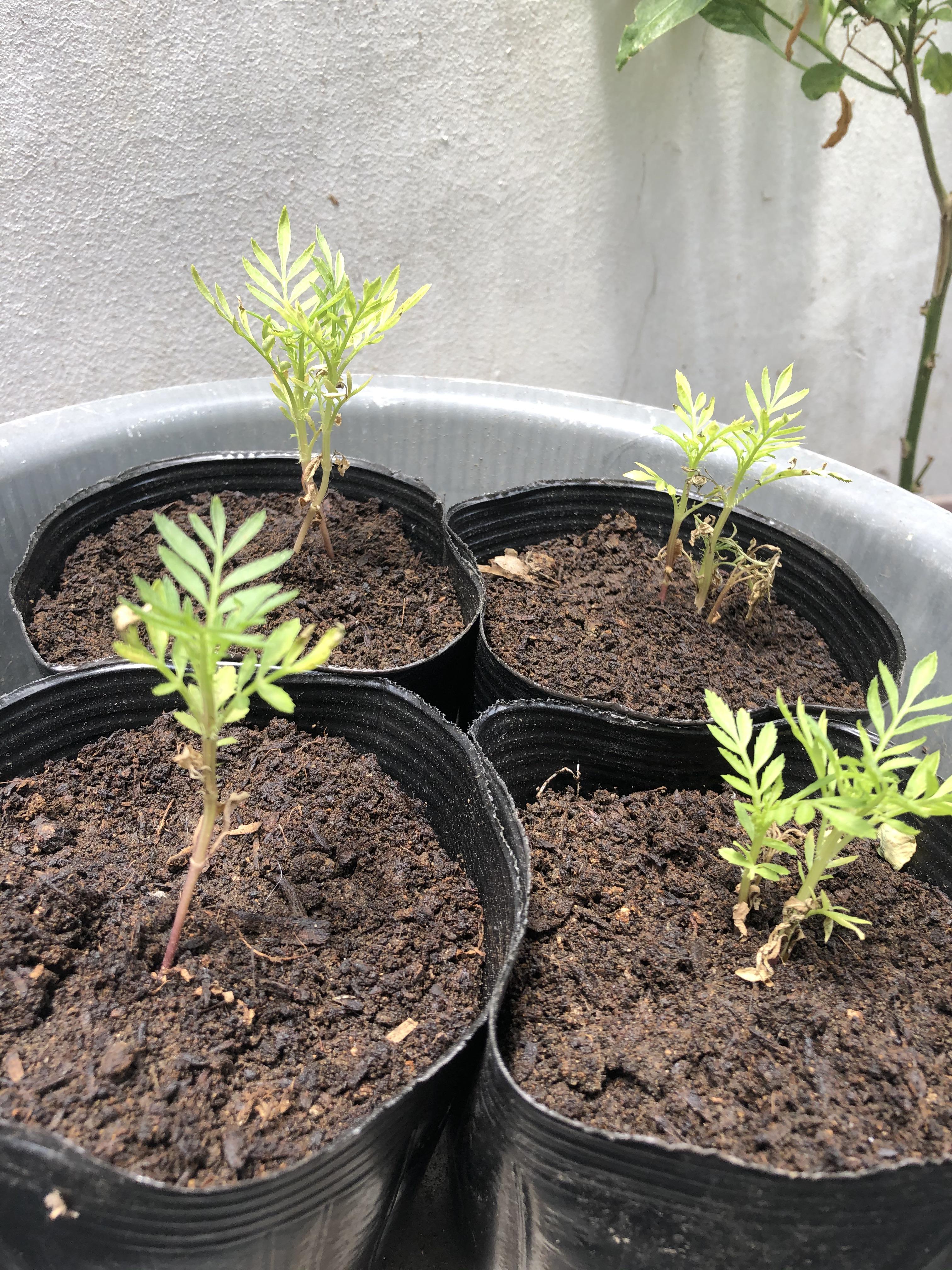 Is there something wrong with my Zinnias? Some of them are drying up