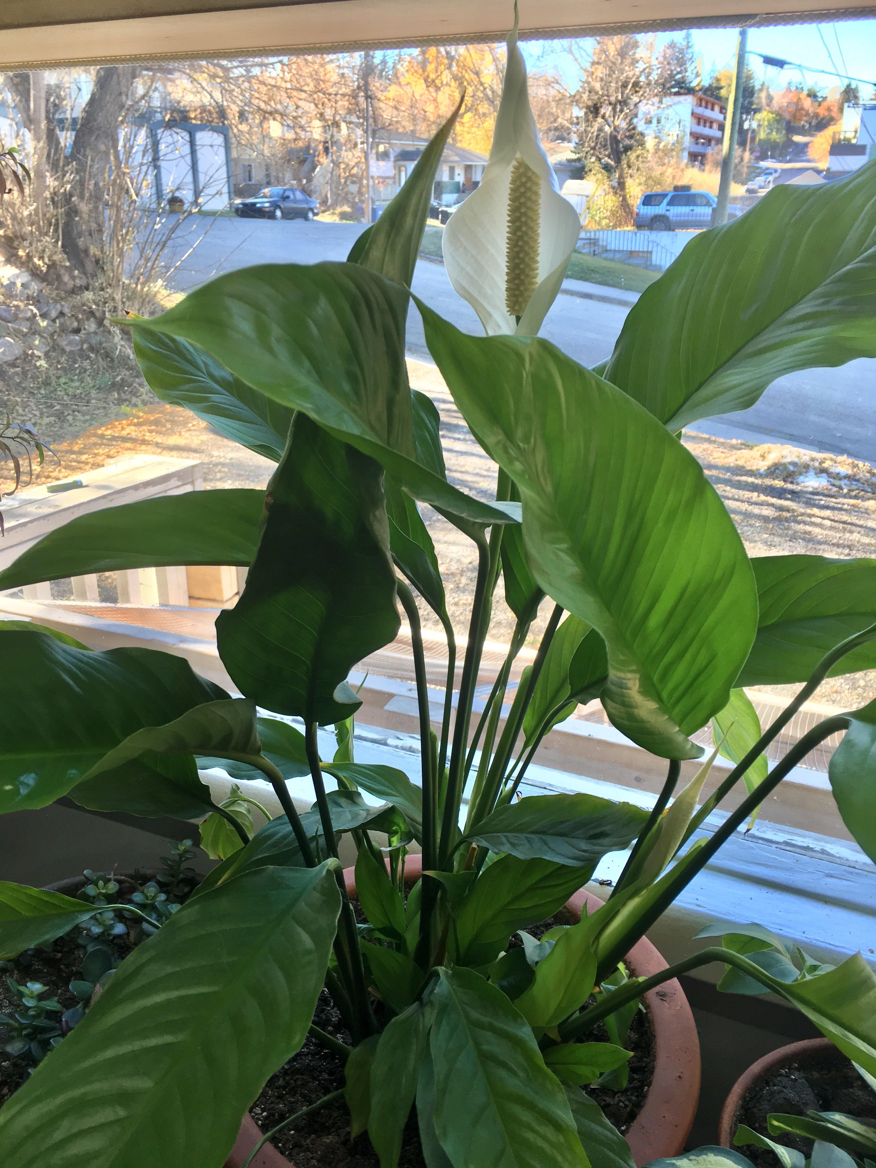 After almost 3 years in my care, this peace lily has finally flowered