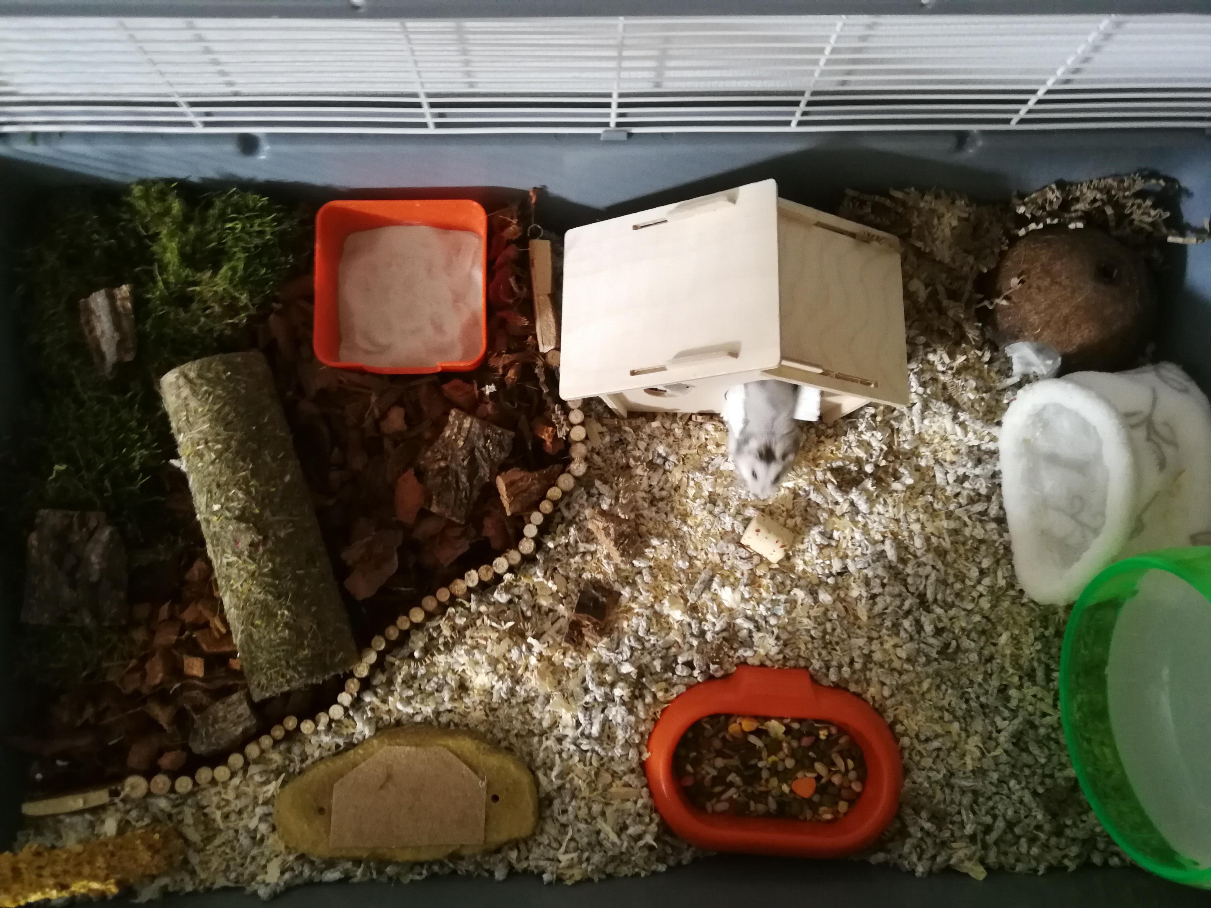 Kiwi's new setup! Replaced sawdust bedding with paper pellets on one