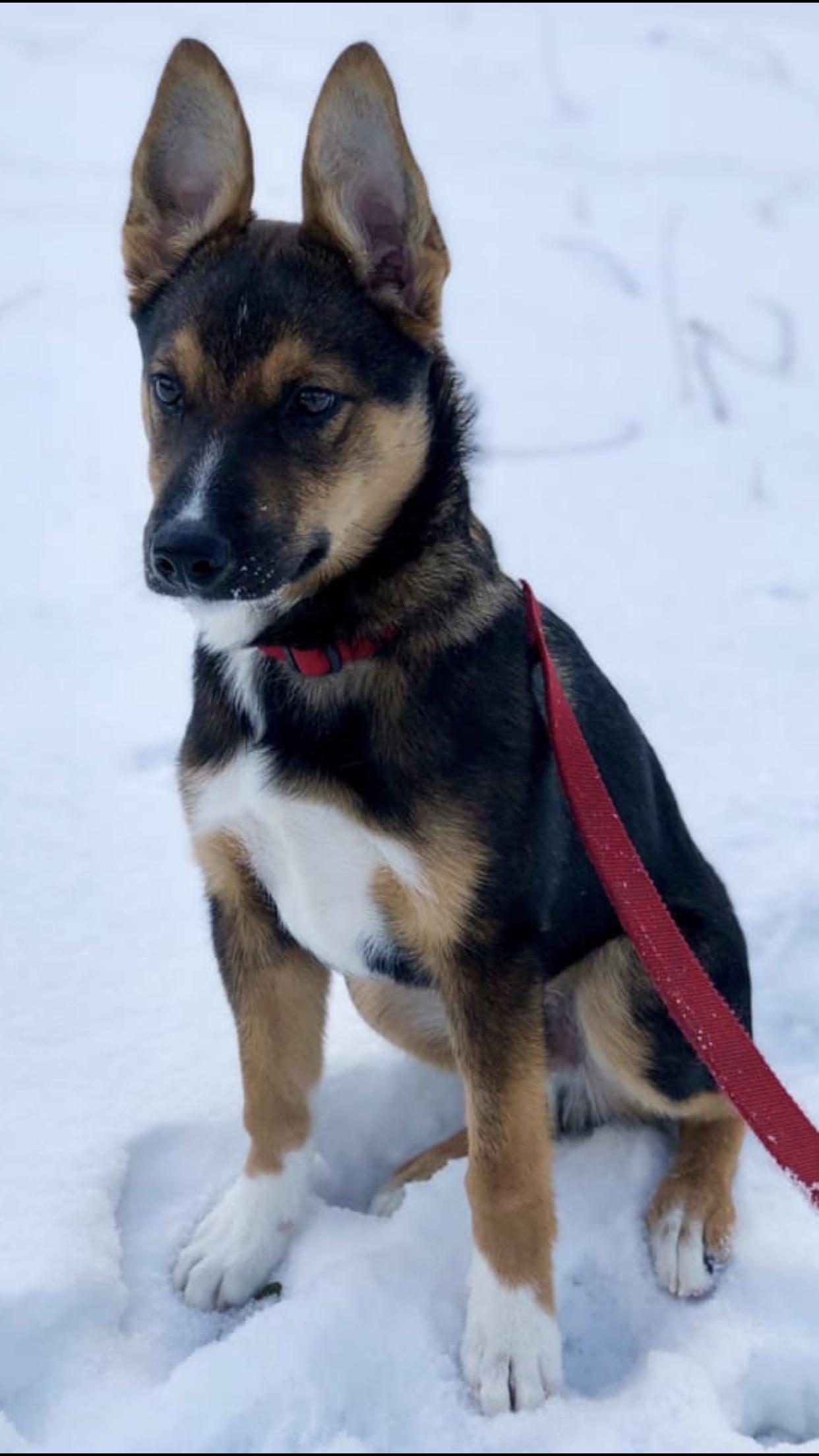 Our Kodi German / Border Collie Mix 4mo Old r/germanshepherds