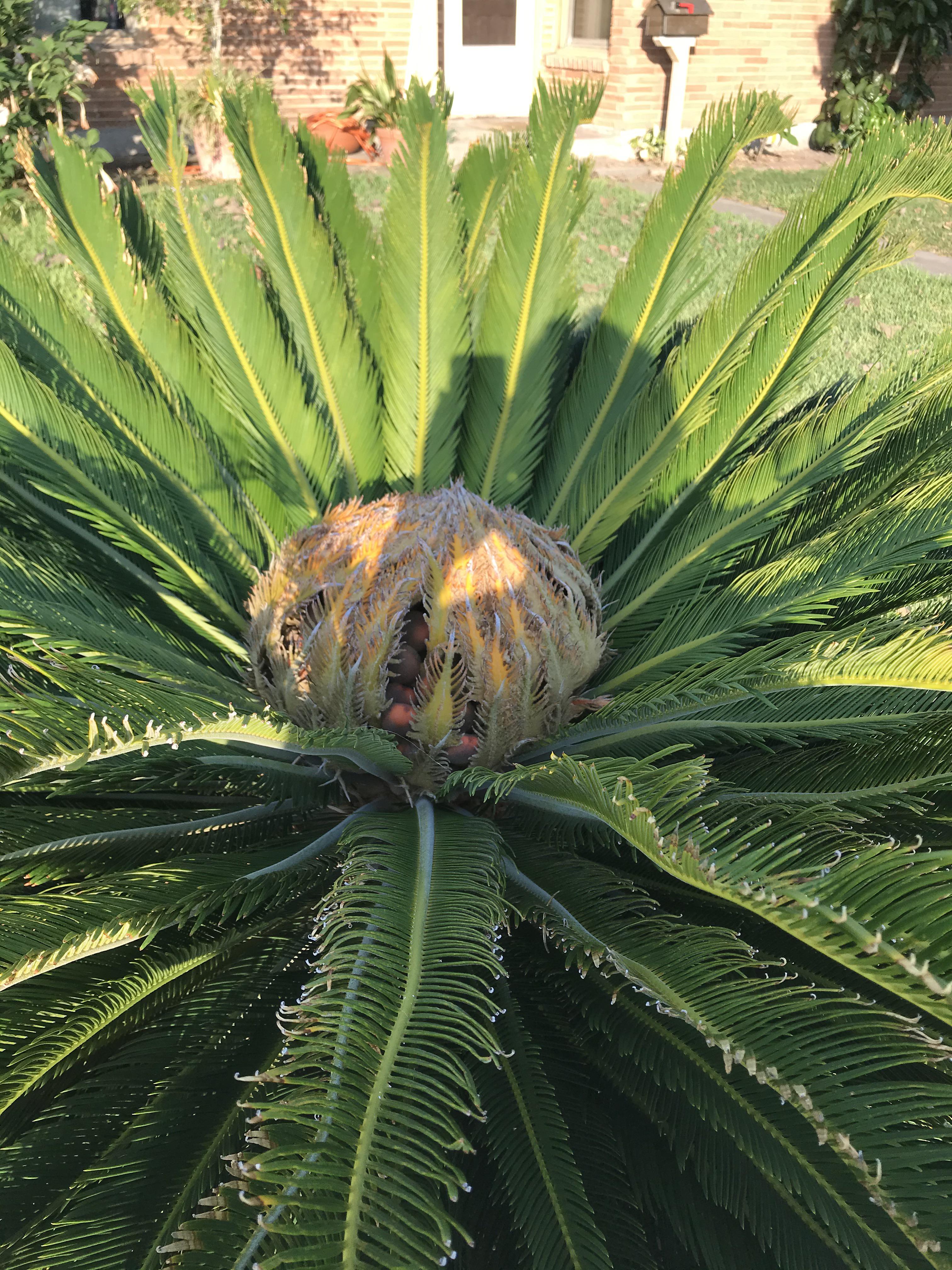 New to Sago Palms. What is the red balls in the middle of it? r