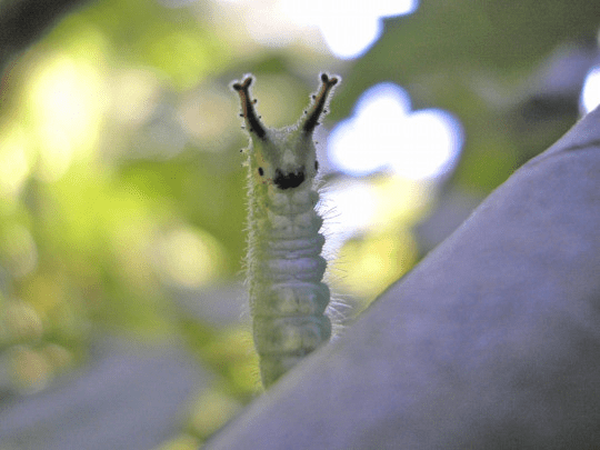 🔥 Adorable Japanese Emperor Caterpillar doing a peek 🔥 : r