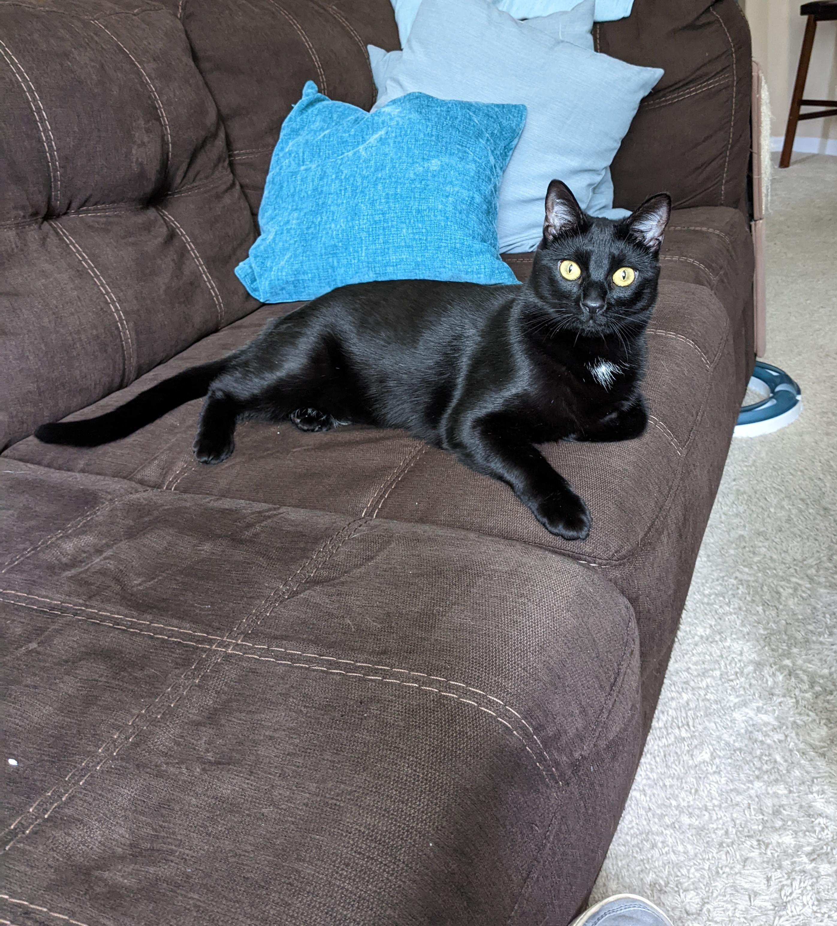 How is he so shiny?! r/blackcats