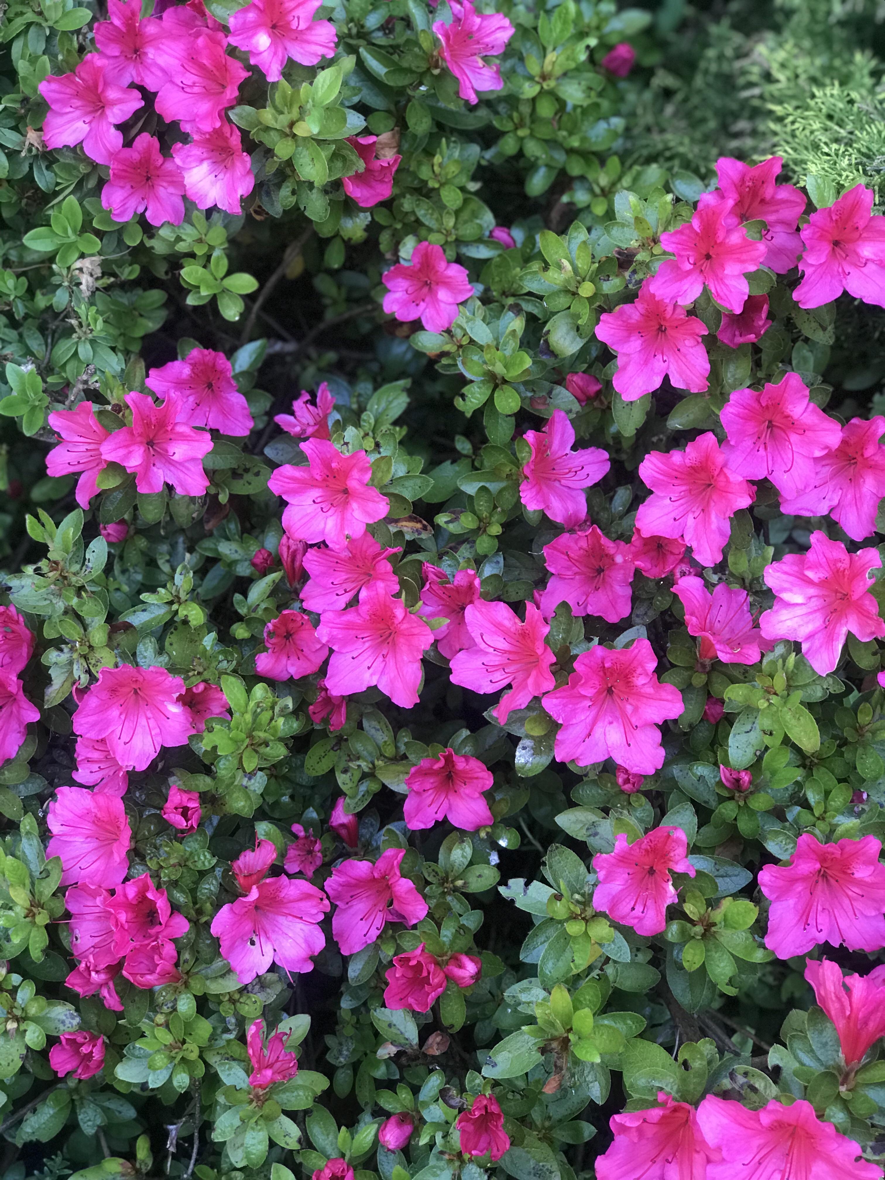 I can’t wait for spring/summer to see this stunning bush come back to