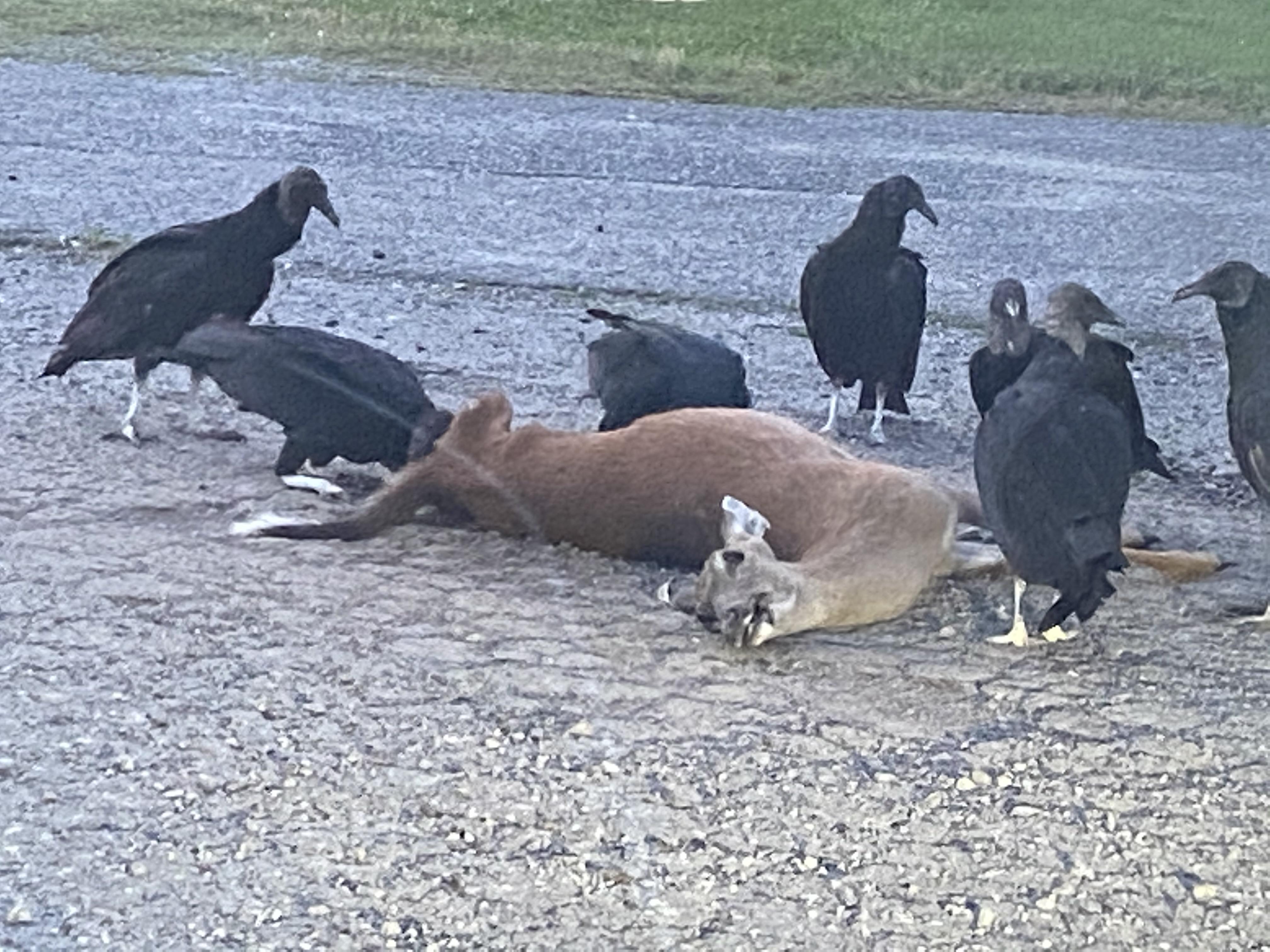 Turkey Buzzard family dinner r/unccecolab