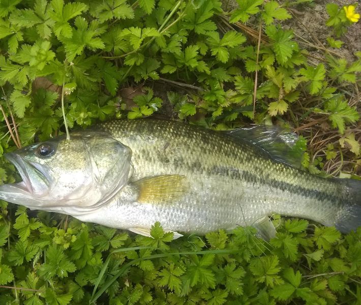 Lake Houston Bass from the bank r/Fishing